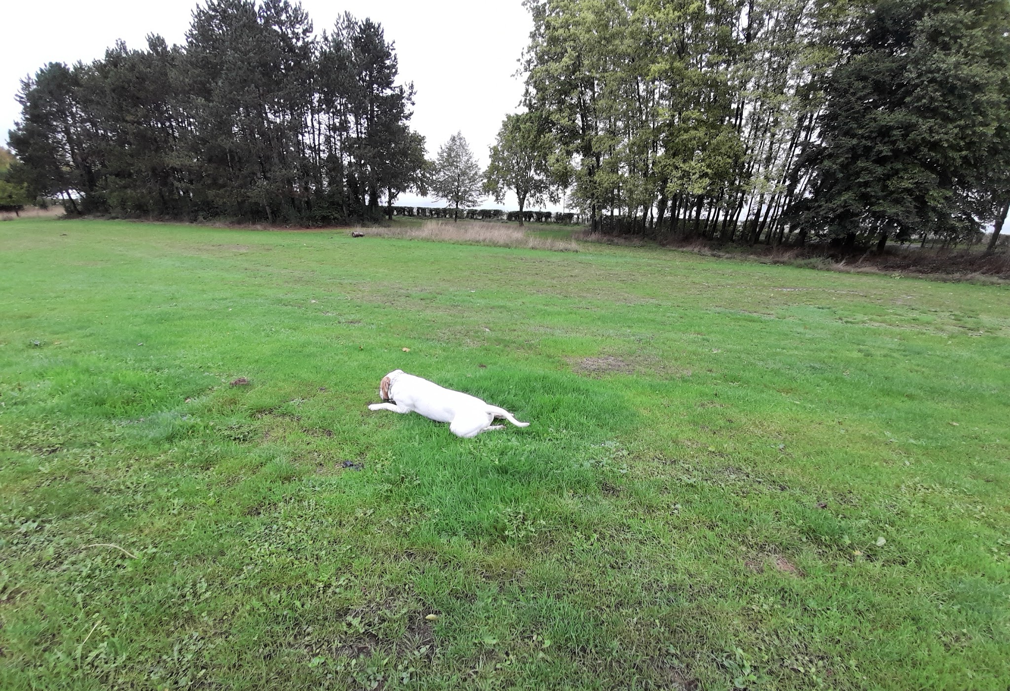 pension canine de louxor — photo