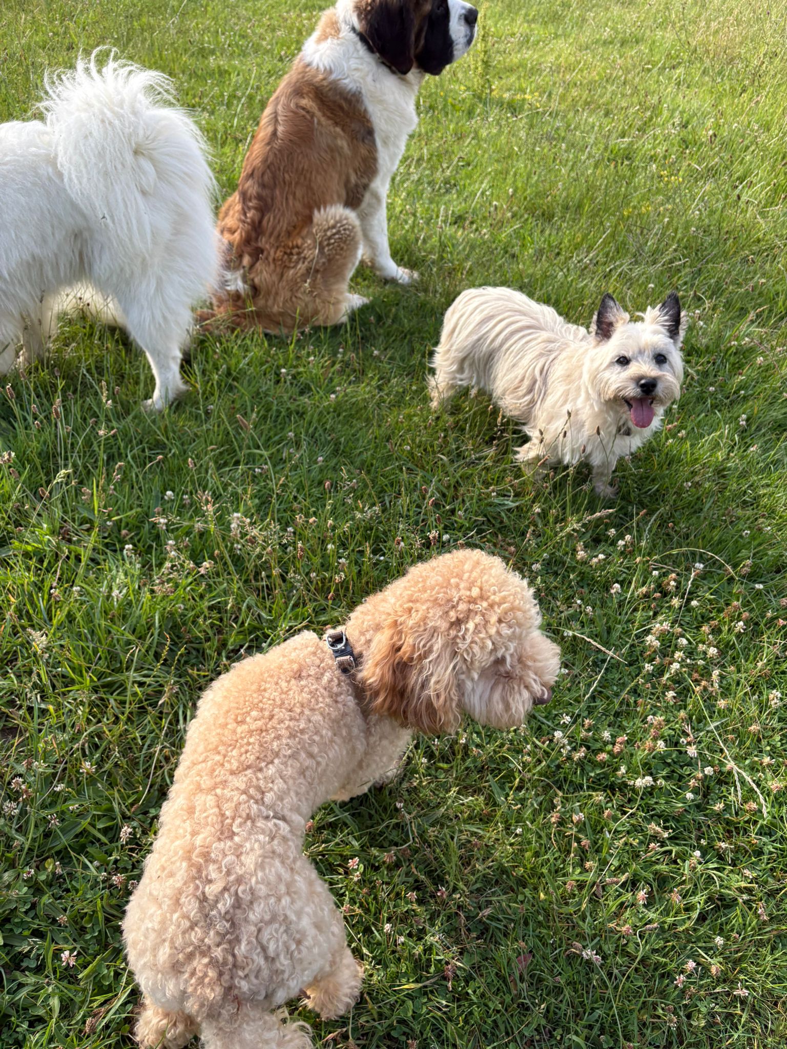 Le jardin des chiens — photo