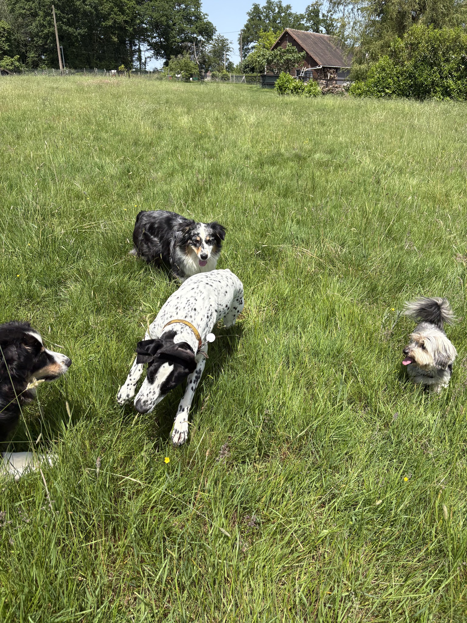 Le jardin des chiens — photo