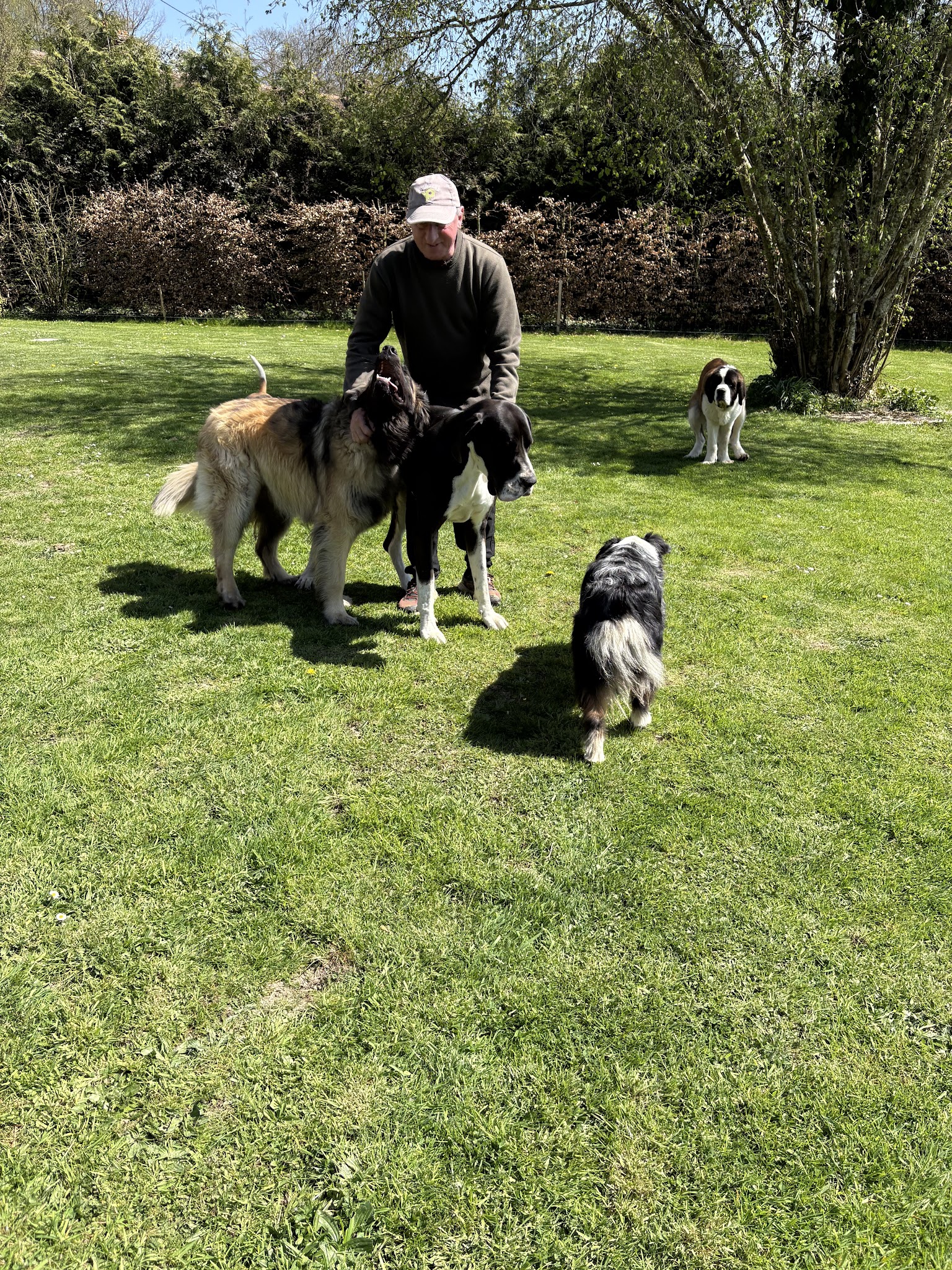 Le jardin des chiens