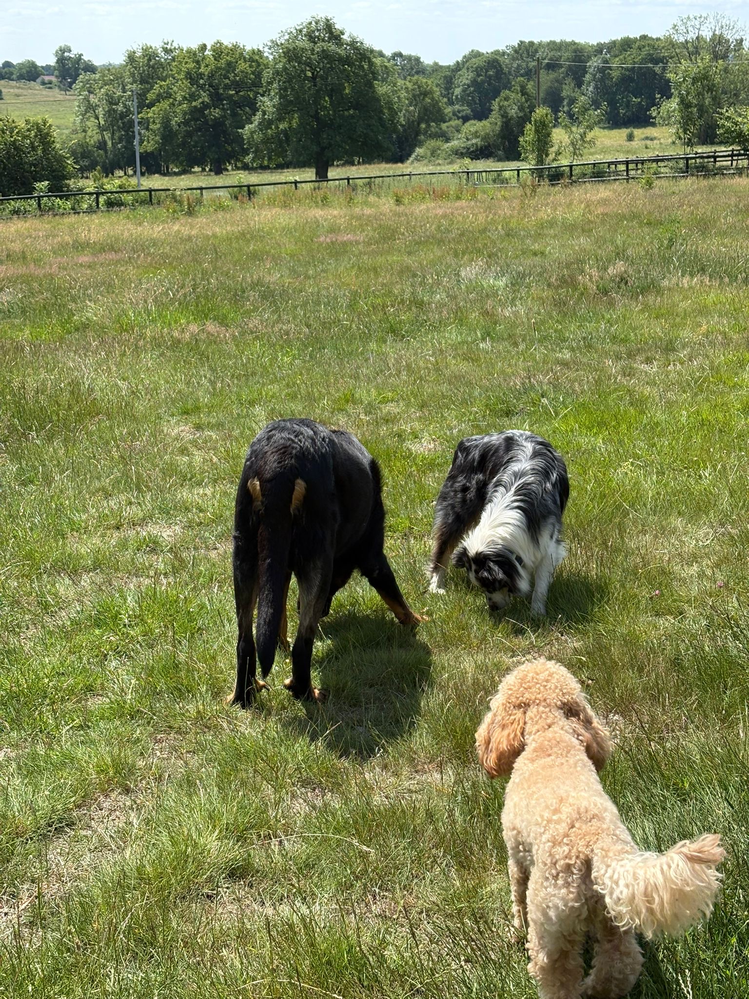 Le jardin des chiens — photo