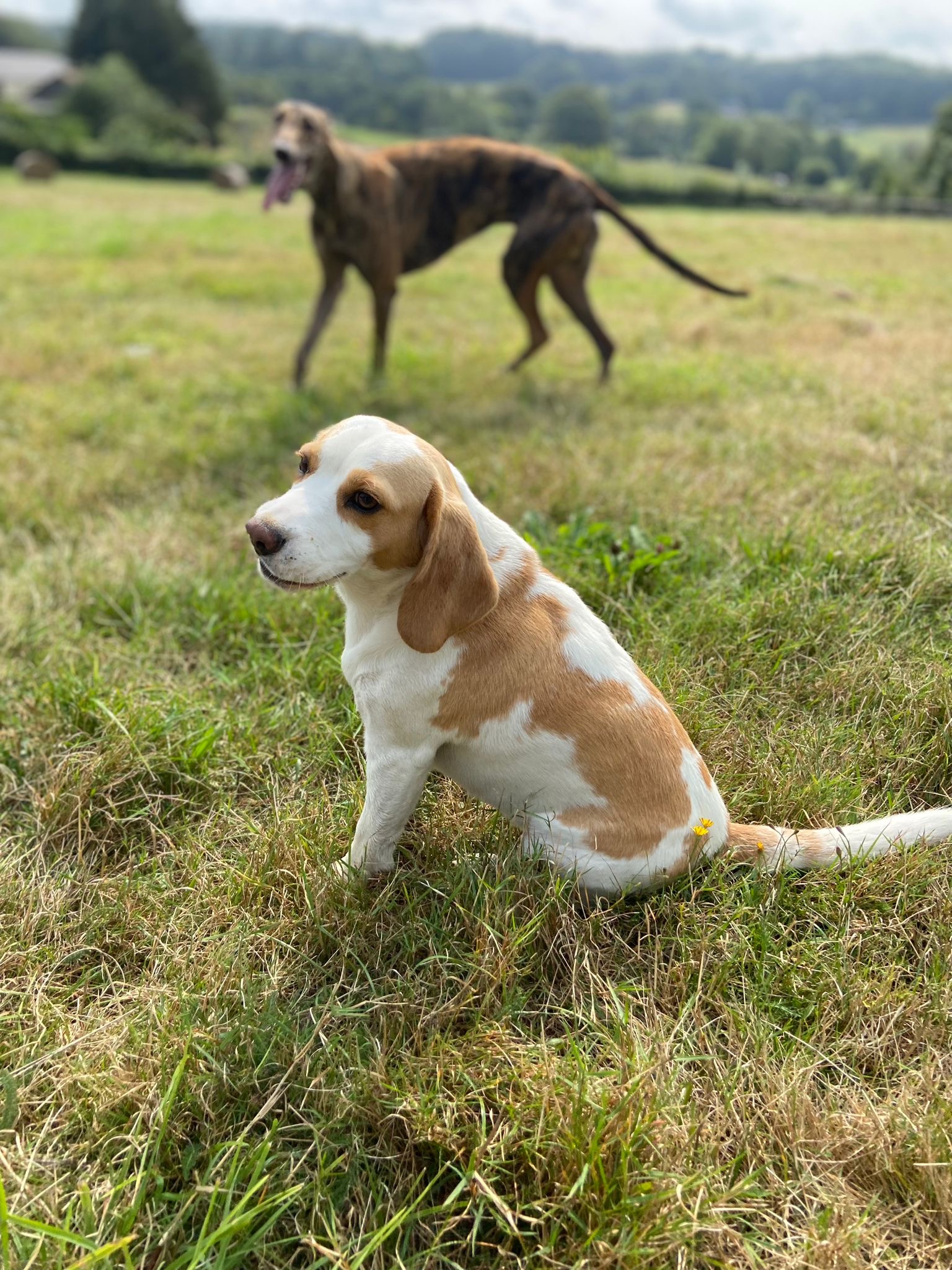 Le jardin des chiens — photo