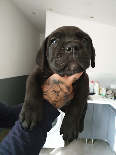 Pension Canine Au Royaume de Delio
