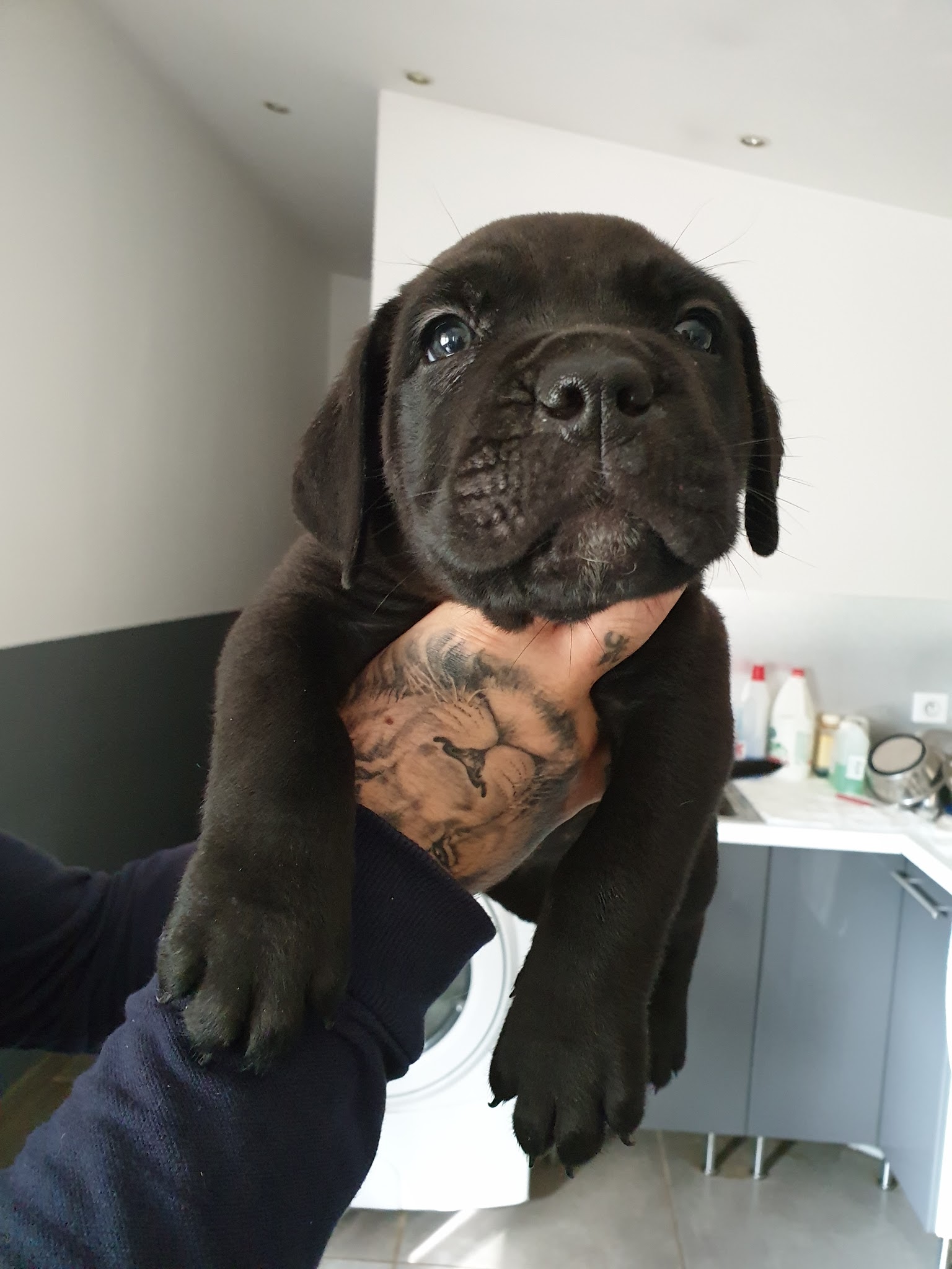 Pension Canine Au Royaume de Delio — photo