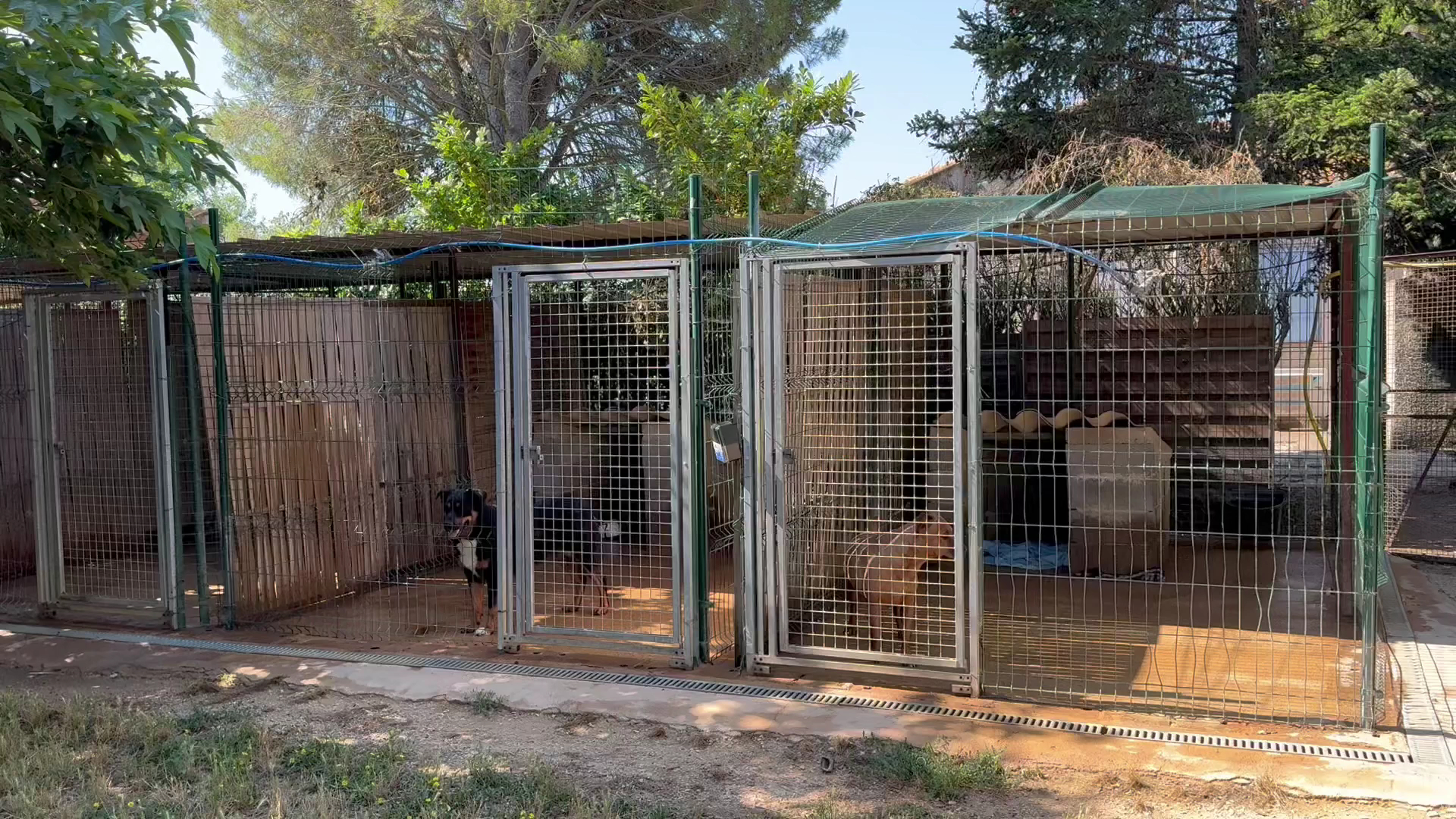 Pension Canine Au Royaume de Delio — photo