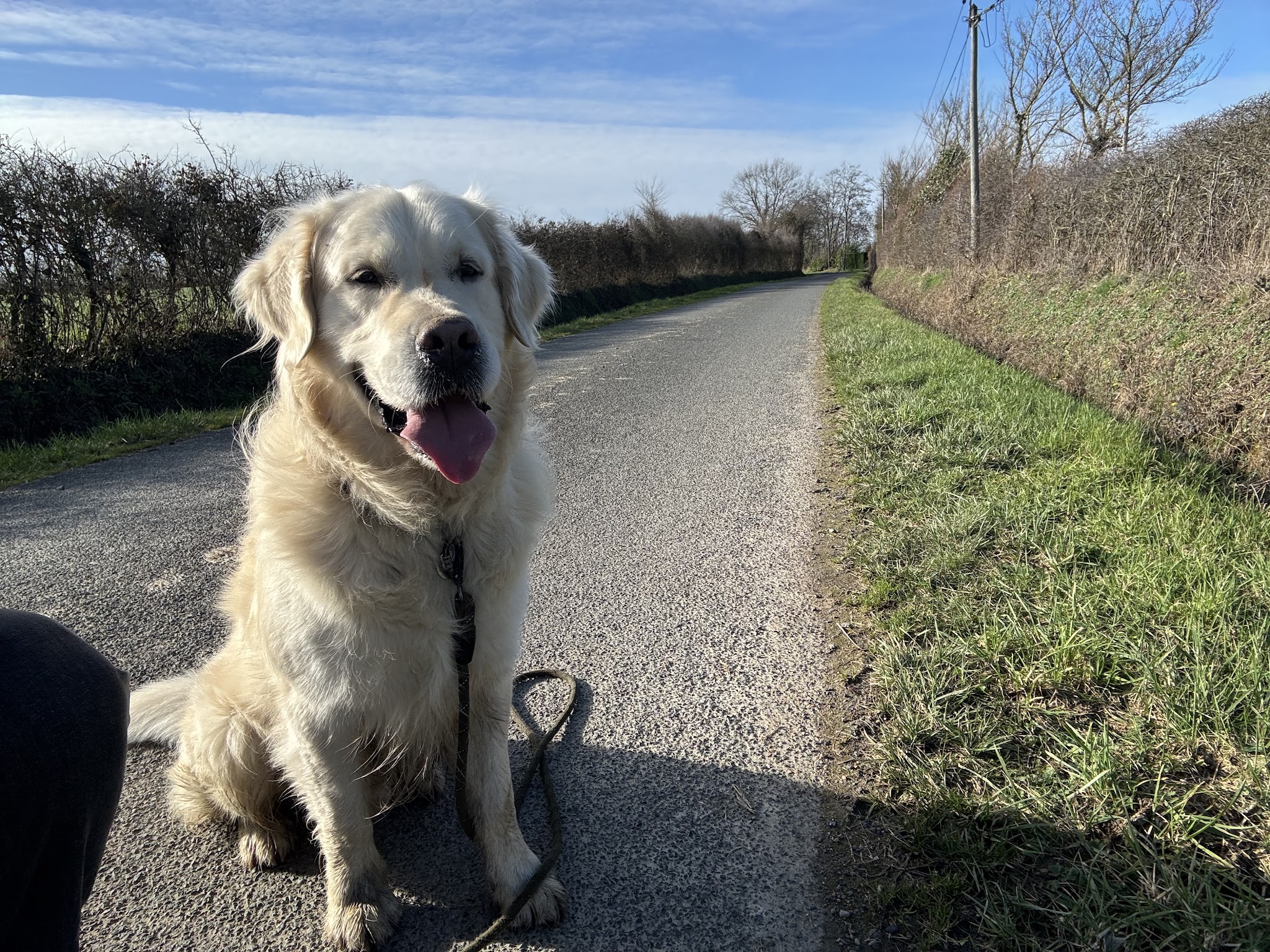 Liberty Dog - Éducateur Comportementaliste canin à domicile - Pet sitting - Pension familiale (49) — photo