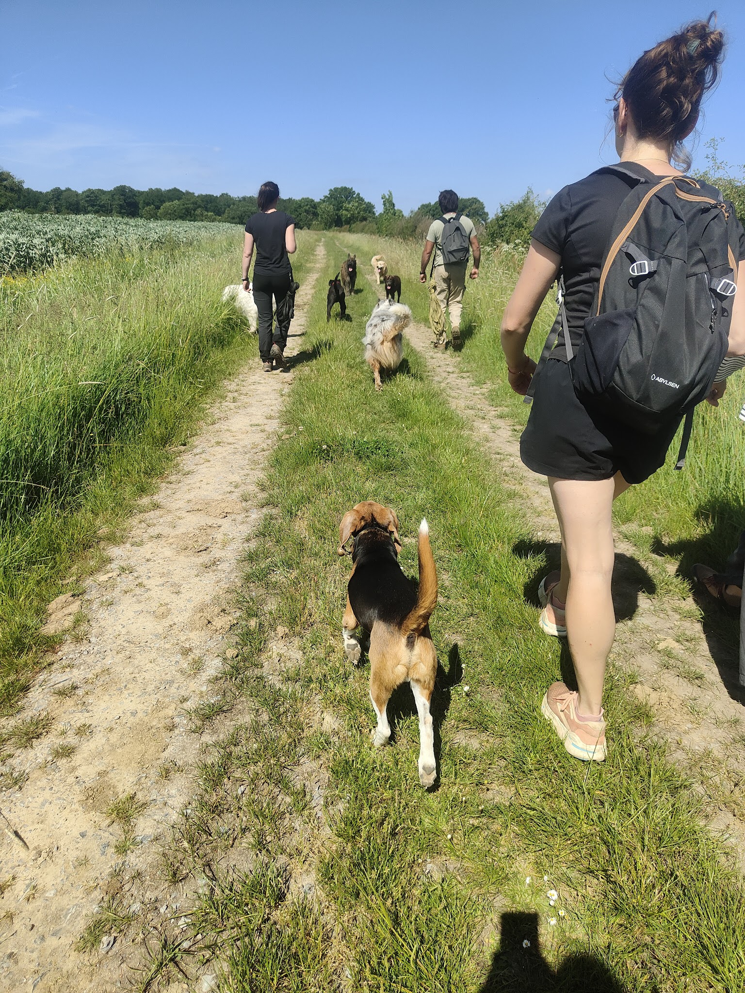 Liberty Dog - Éducateur Comportementaliste canin à domicile - Pet sitting - Pension familiale (49) — photo