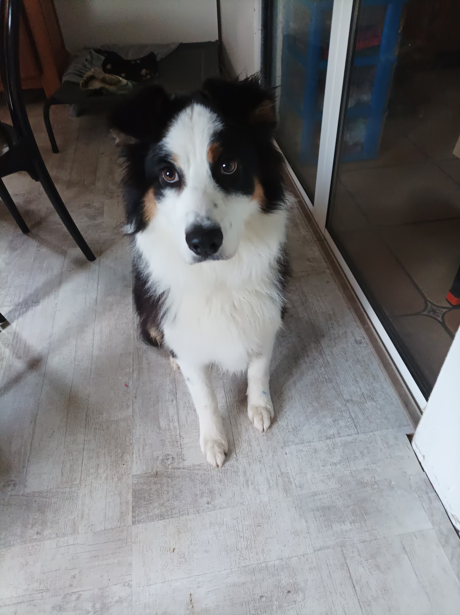 Liberty Dog - Éducateur Comportementaliste canin à domicile - Pet sitting - Pension familiale (49) — photo