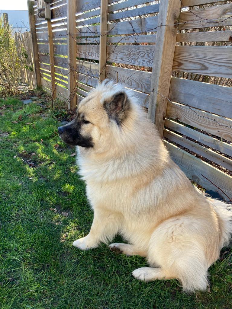 Liberty Dog - Éducateur Comportementaliste canin à domicile - Pet sitting - Pension familiale (49) — photo