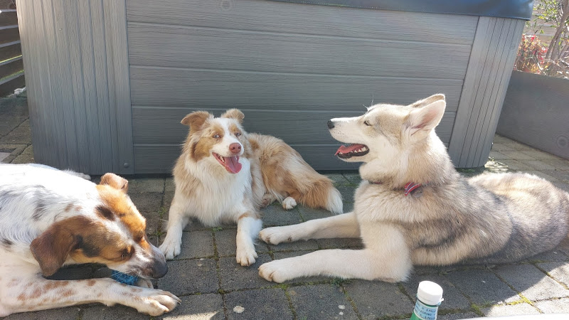 Comme à la maison Pension canine familiale