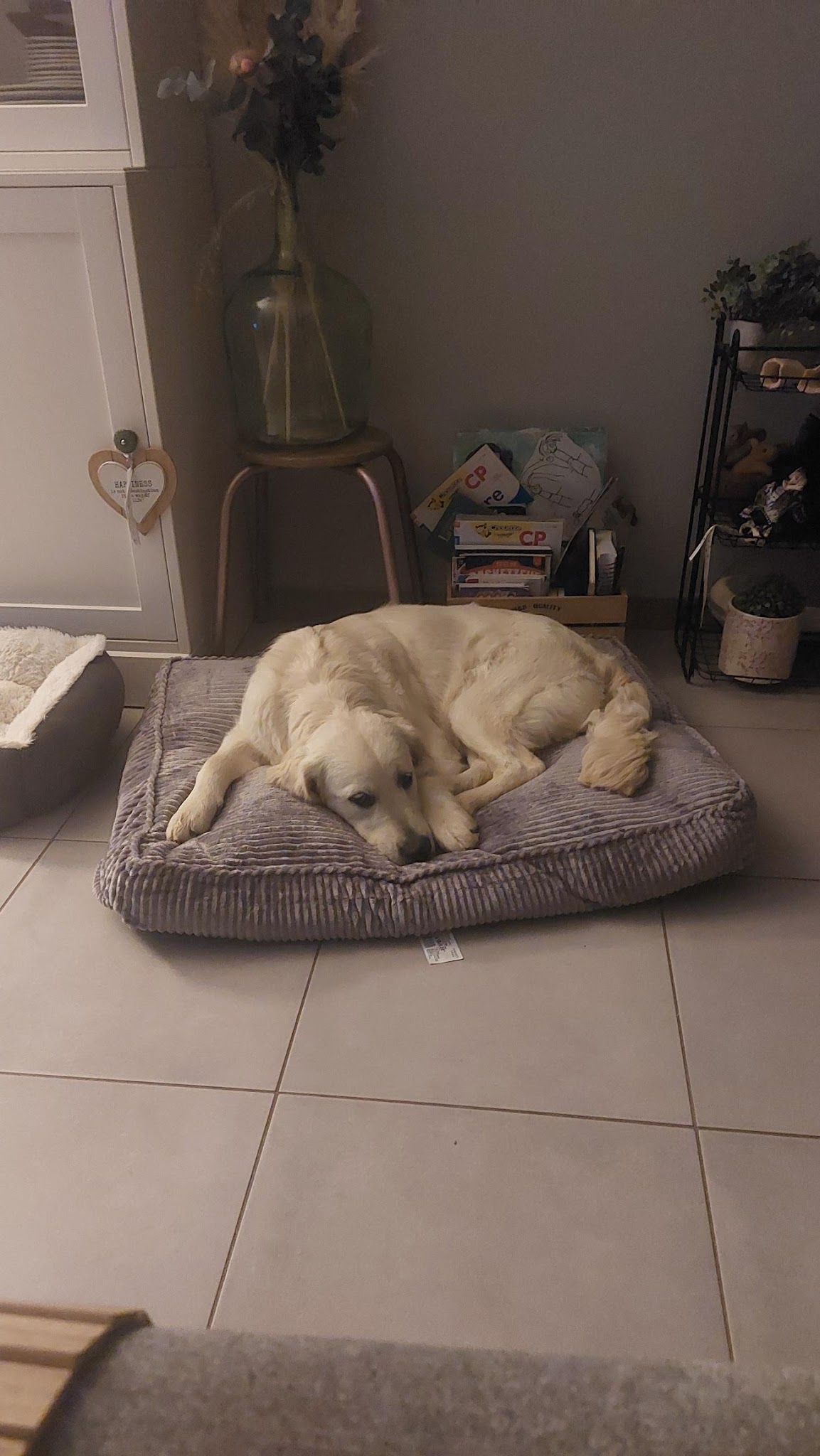 Comme à la maison Pension canine familiale — photo