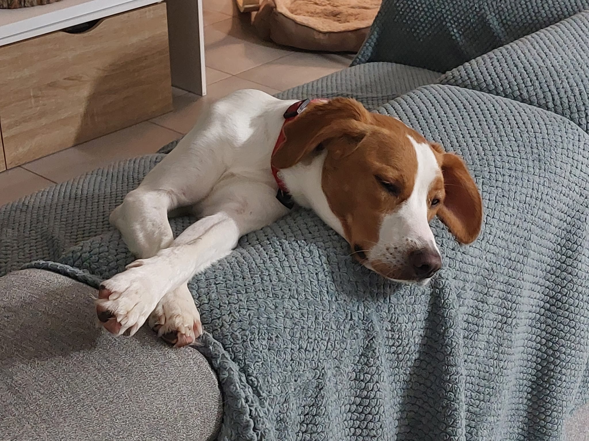 Comme à la maison Pension canine familiale — photo