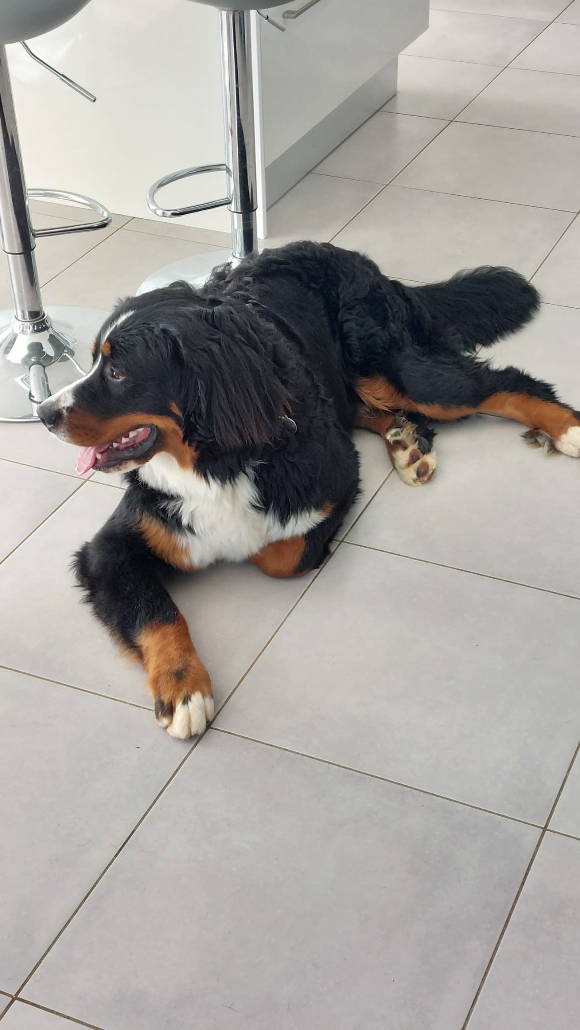 Comme à la maison Pension canine familiale — photo