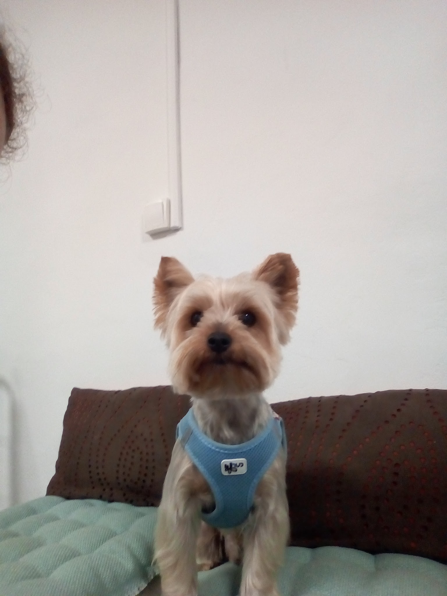 Chris services animaliers — photo