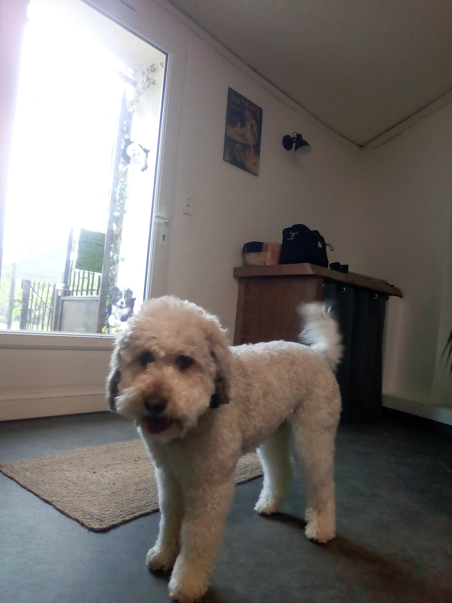 Chris services animaliers — photo