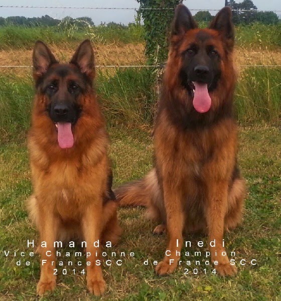 Les Princes de Sarvar