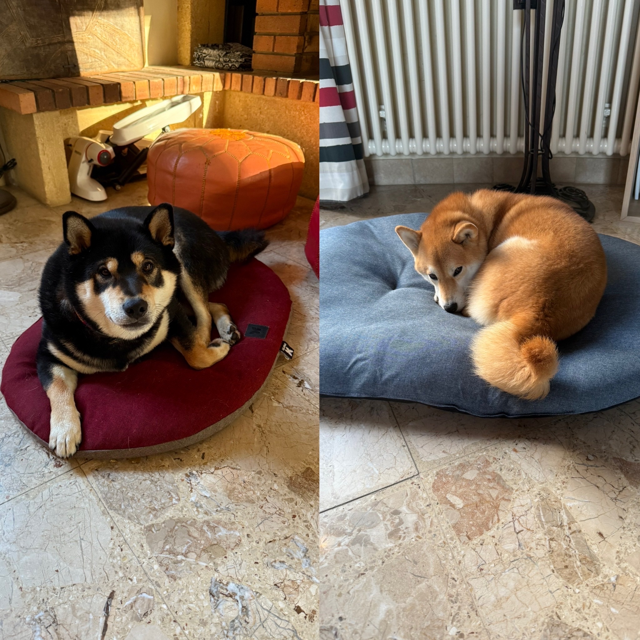 Géraldine, Educateur canin comportementaliste + livraison croquettes chiens et chats — photo