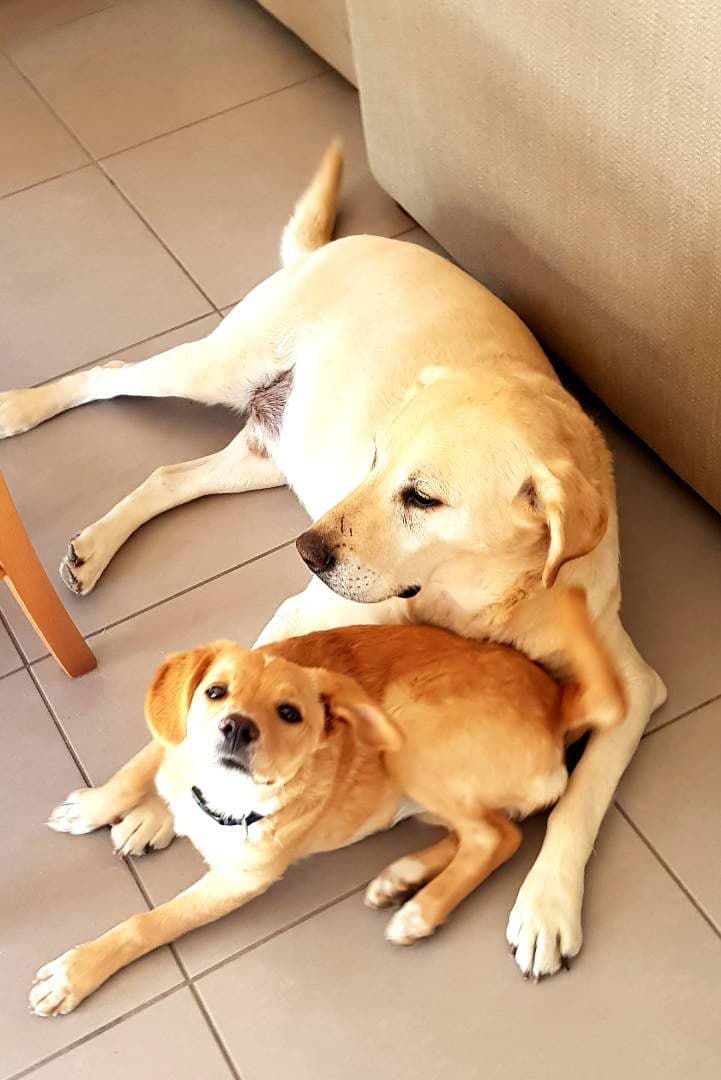 Géraldine, Educateur canin comportementaliste + livraison croquettes chiens et chats — photo