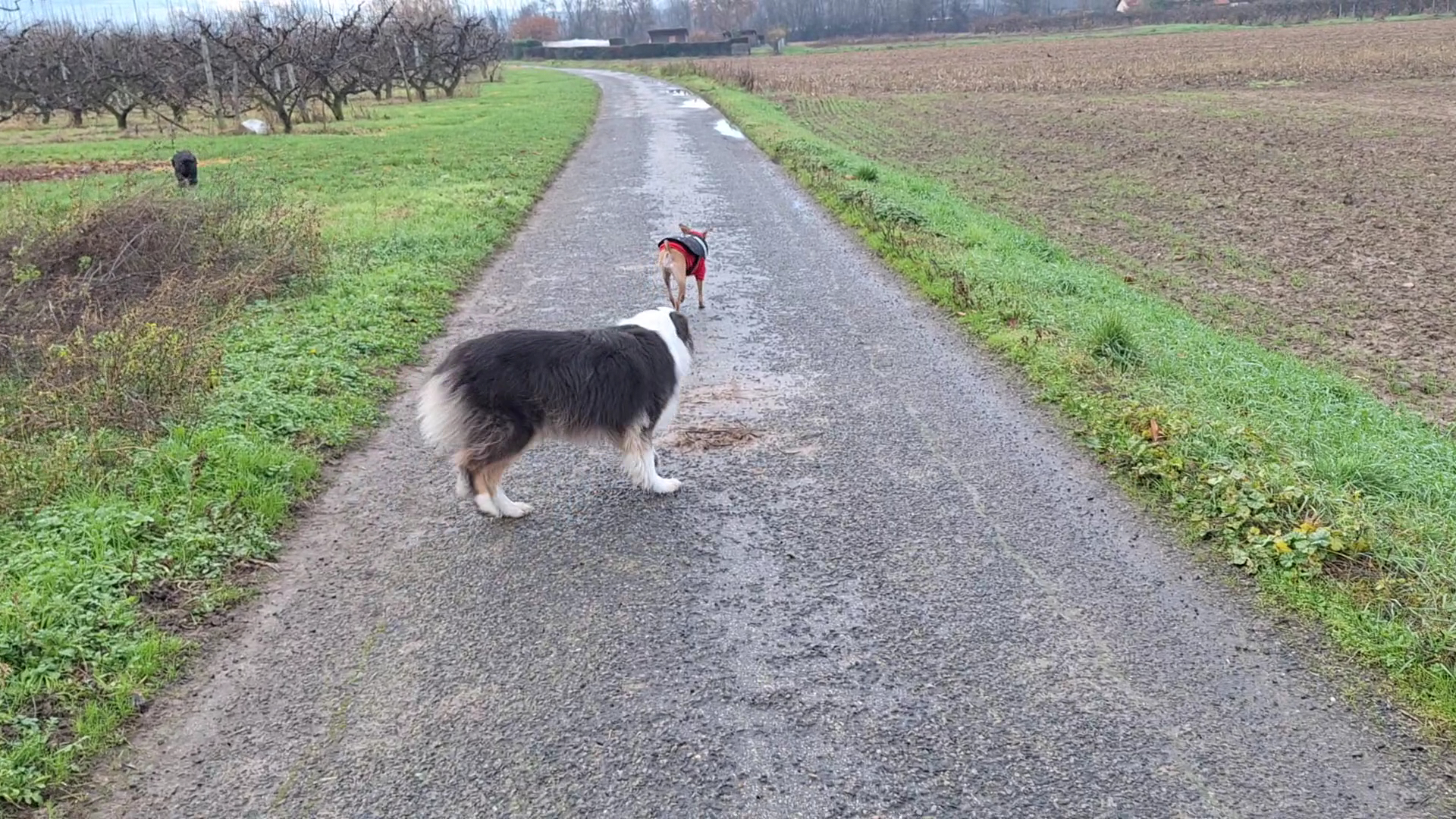Géraldine, Educateur canin comportementaliste + livraison croquettes chiens et chats — photo