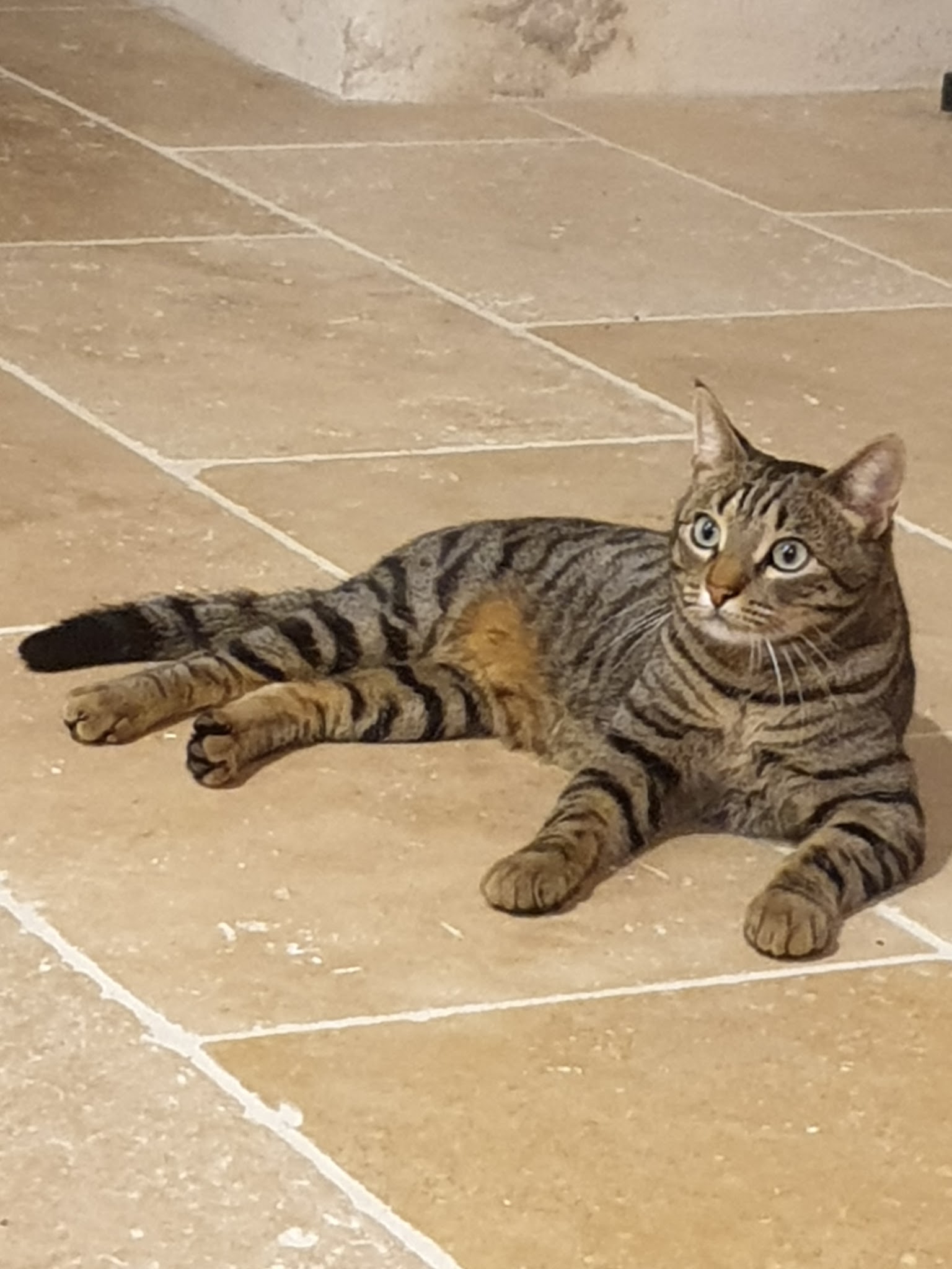 MinouCats — photo