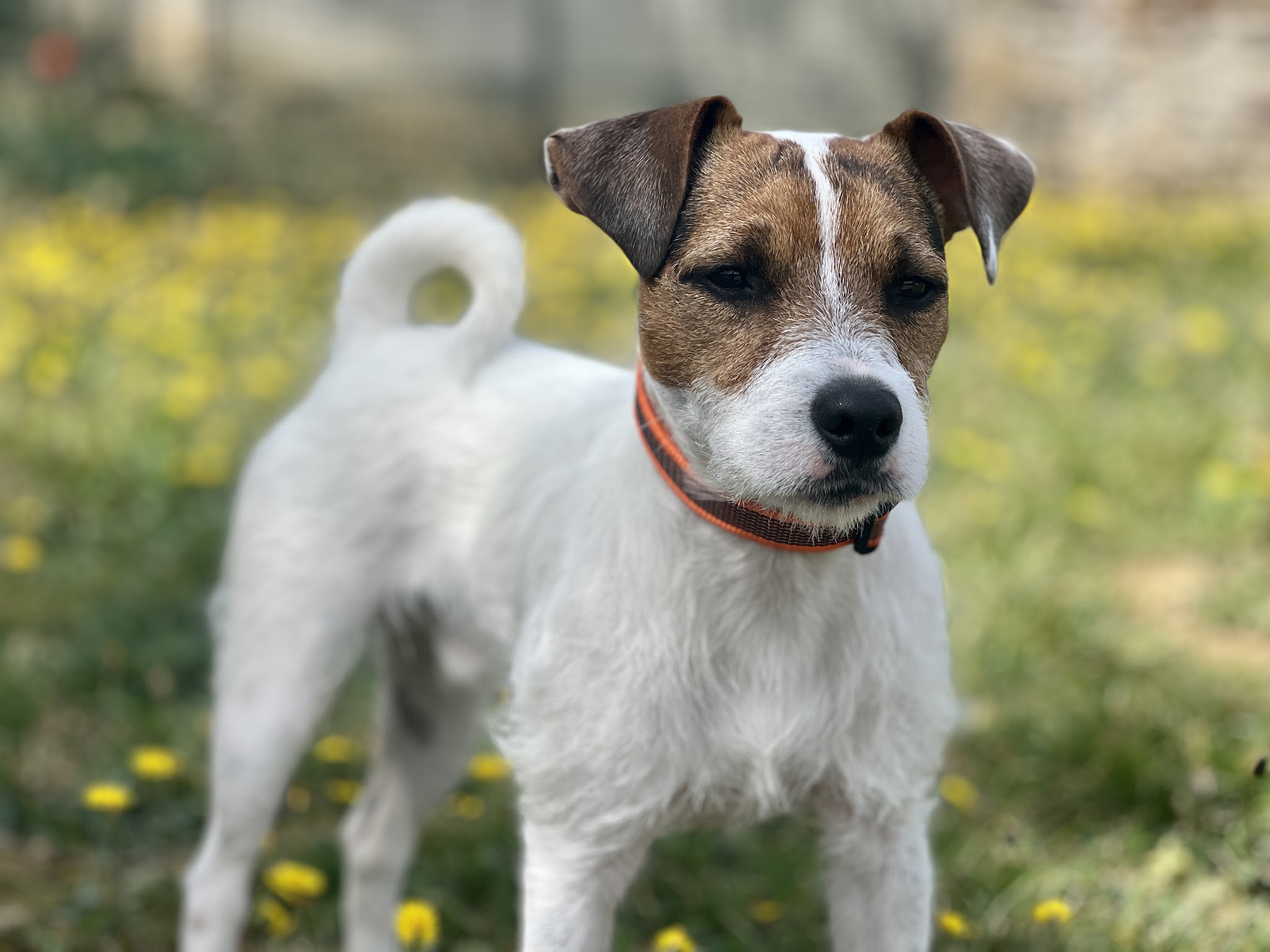 Les Couleurs Canines - Educateurs Canins et Pet-Sitters — photo