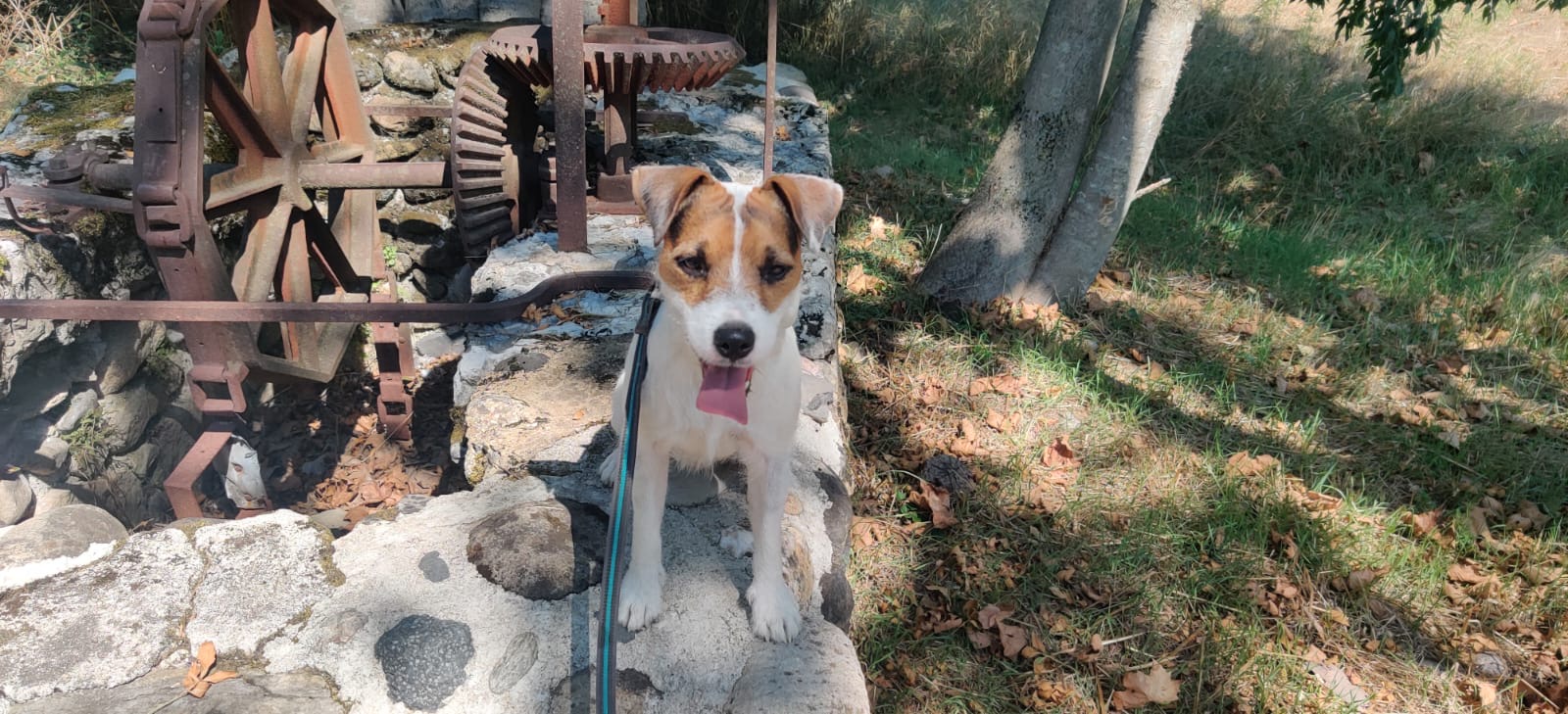 Les Couleurs Canines - Educateurs Canins et Pet-Sitters — photo