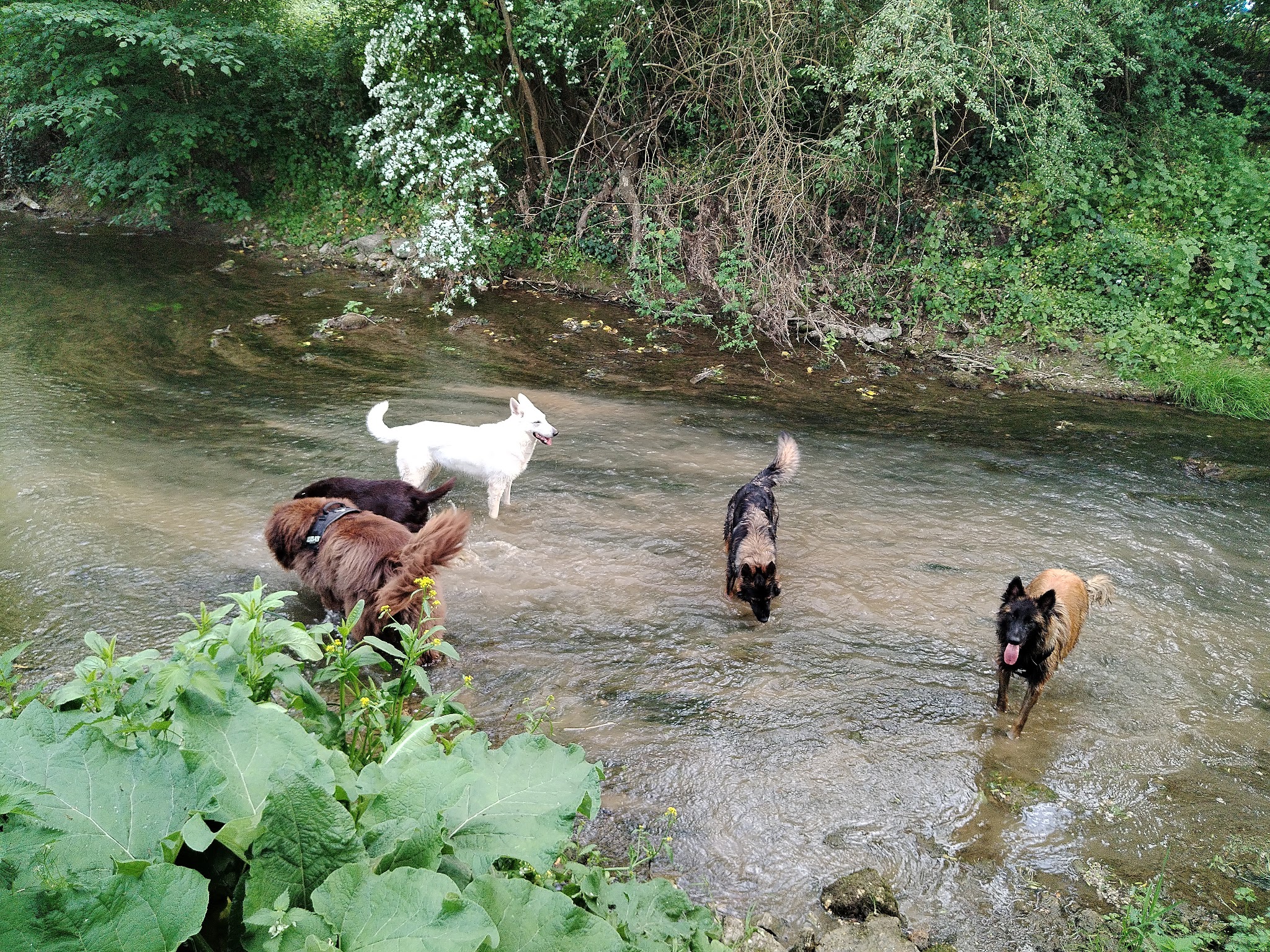 dog company 77 - éducateur comportementaliste canin — photo