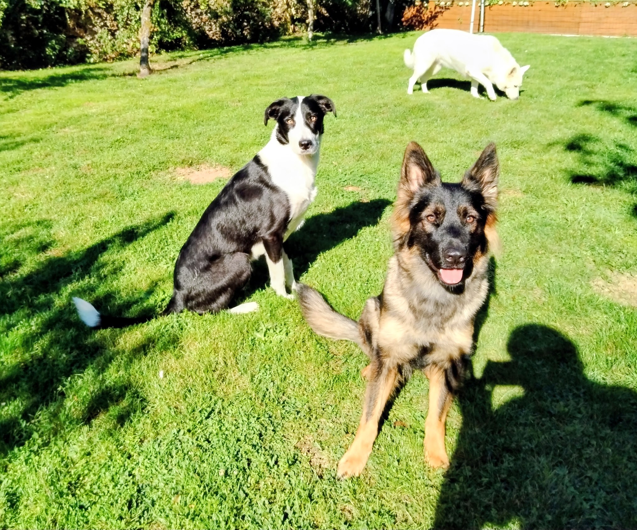 dog company 77 - éducateur comportementaliste canin — photo