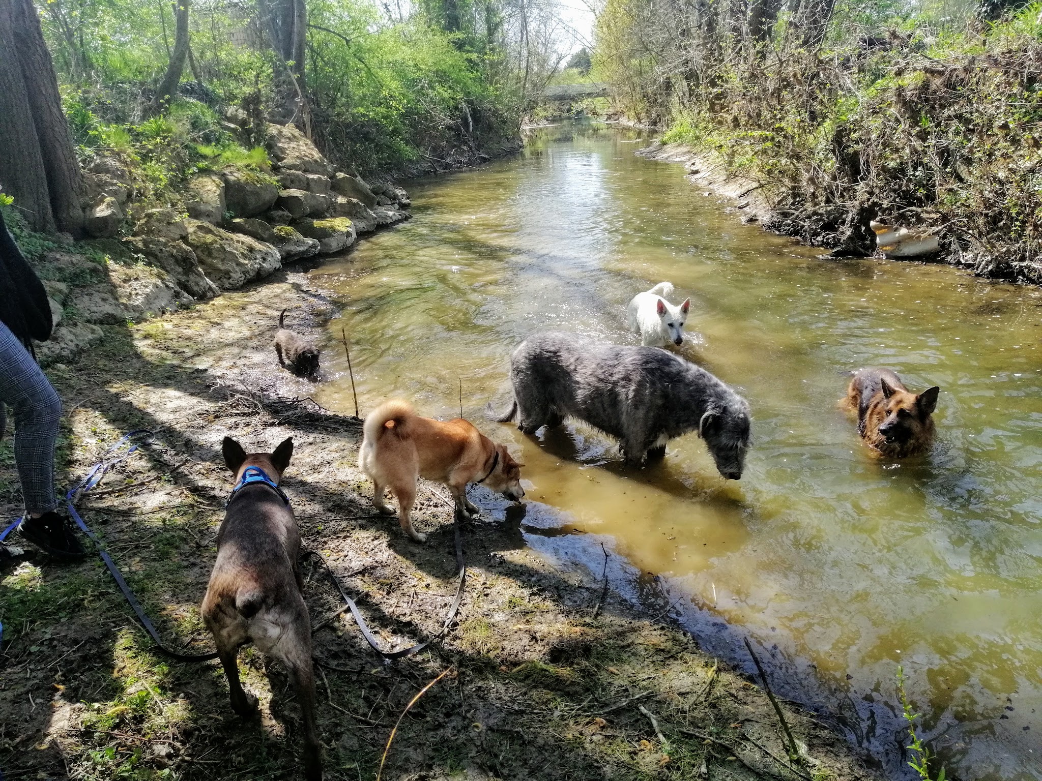 dog company 77 - éducateur comportementaliste canin — photo