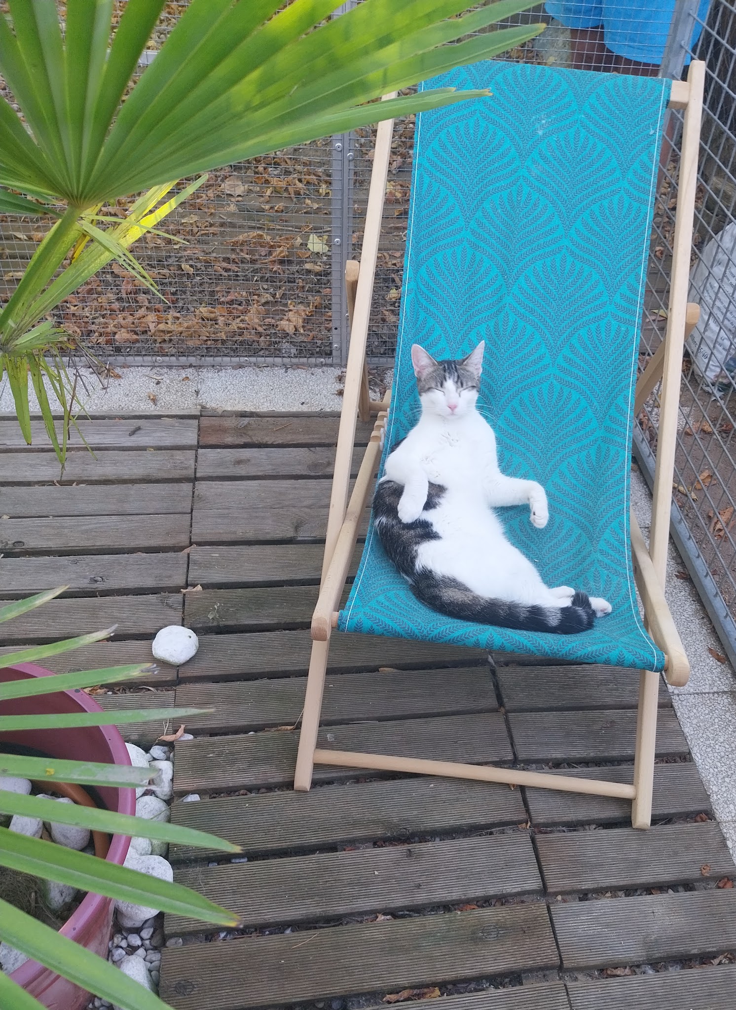 PENSION CHATS ET CHIENS ELEVAGE DES HAUTS BRIFFAUTS — photo