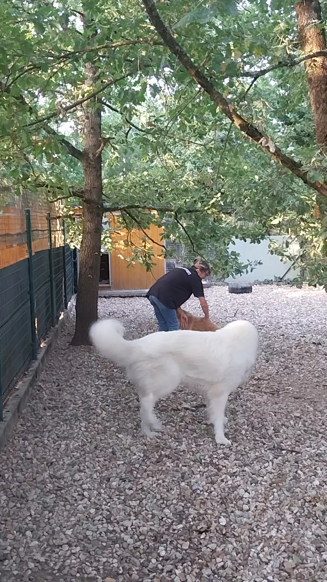 PENSION CHATS ET CHIENS ELEVAGE DES HAUTS BRIFFAUTS — photo