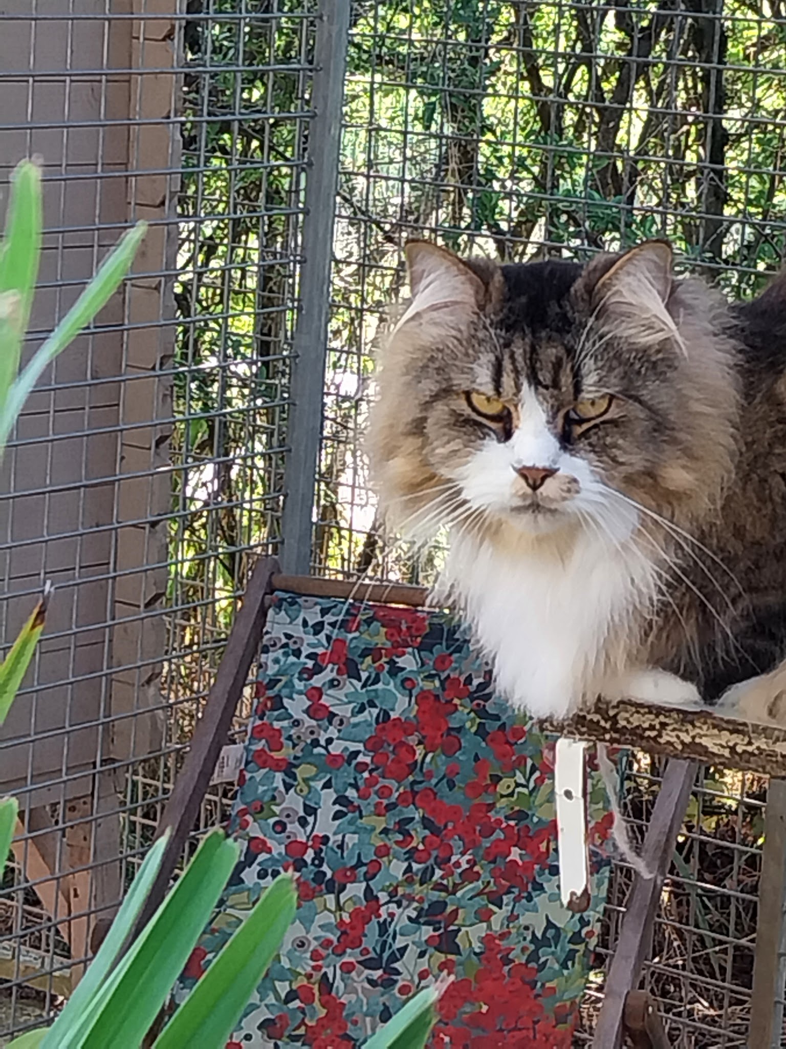 PENSION CHATS ET CHIENS ELEVAGE DES HAUTS BRIFFAUTS — photo