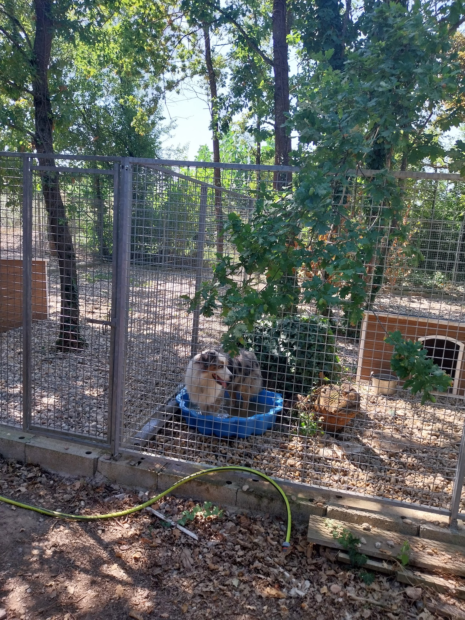 PENSION CHATS ET CHIENS ELEVAGE DES HAUTS BRIFFAUTS — photo