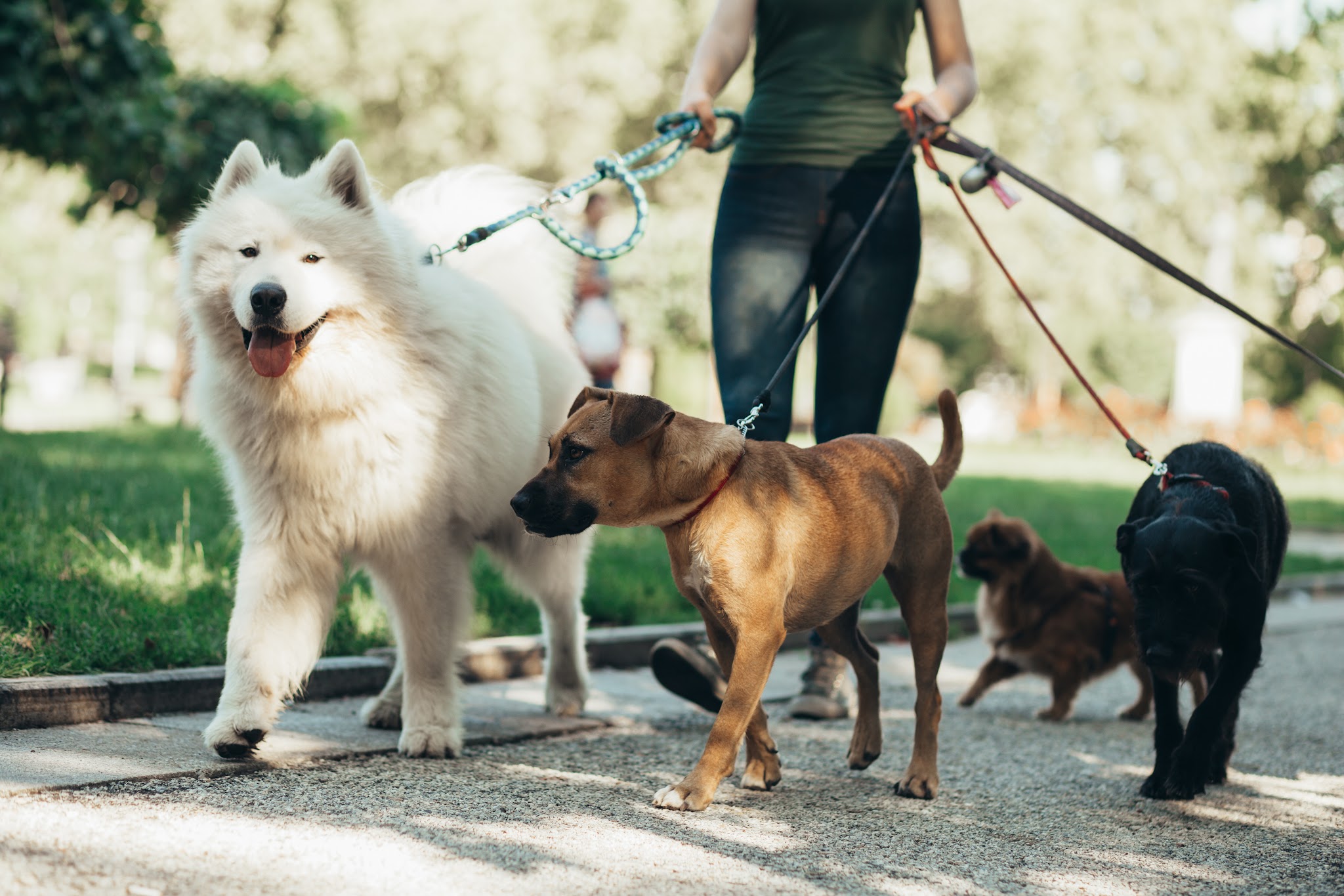 Animal Crèching : Pet-sitting / Garde de vos animaux à votre domicile