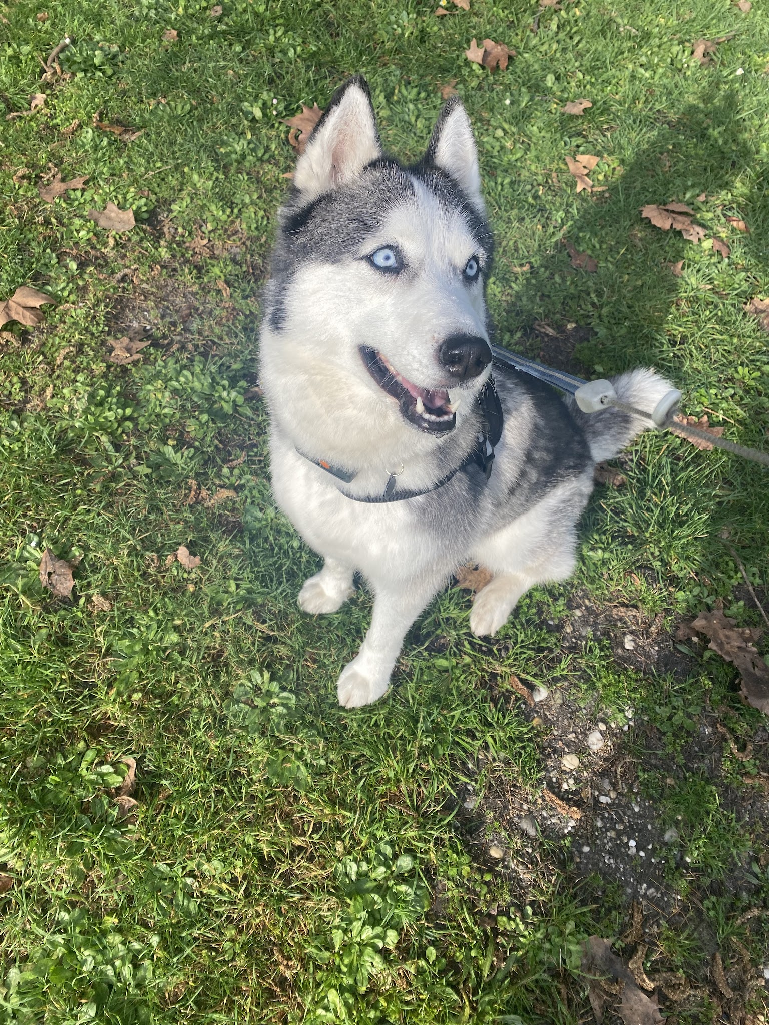 Gabrielle Ployard dogsitter — photo