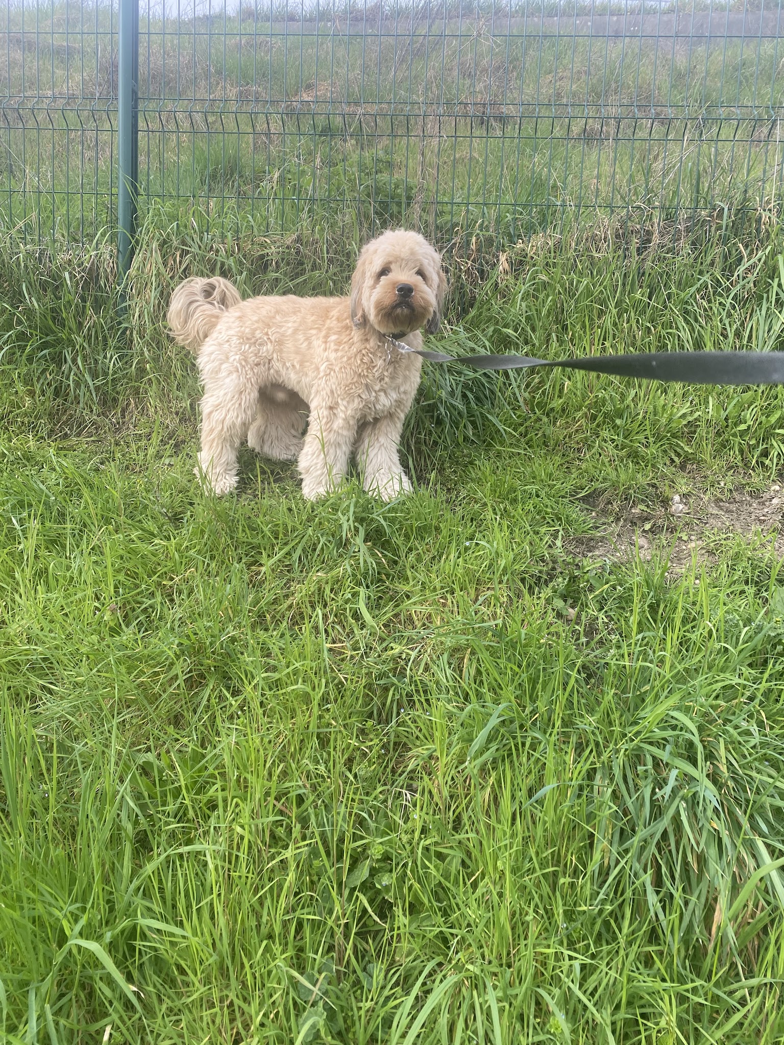 Gabrielle Ployard dogsitter — photo