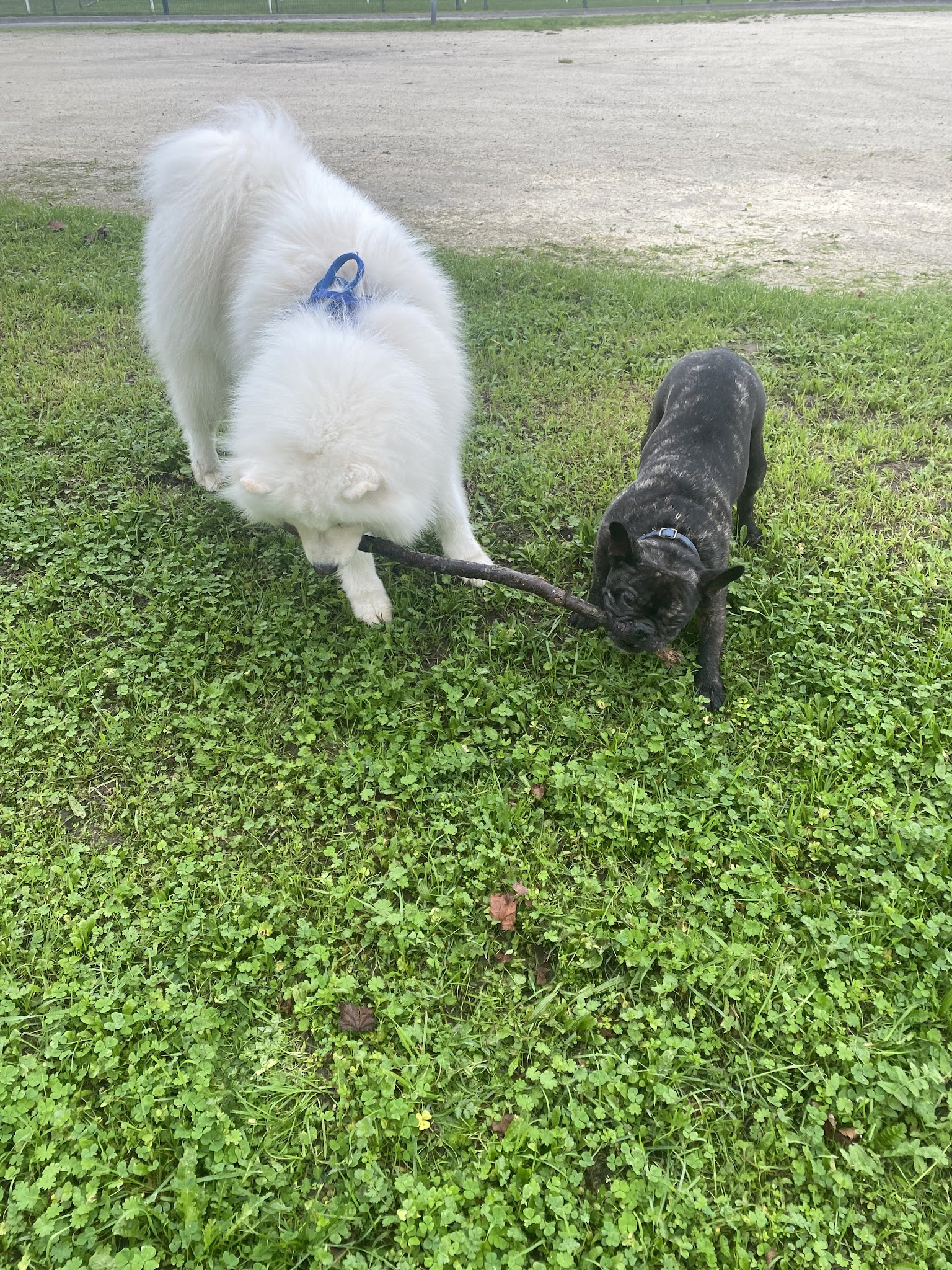 Gabrielle Ployard dogsitter — photo