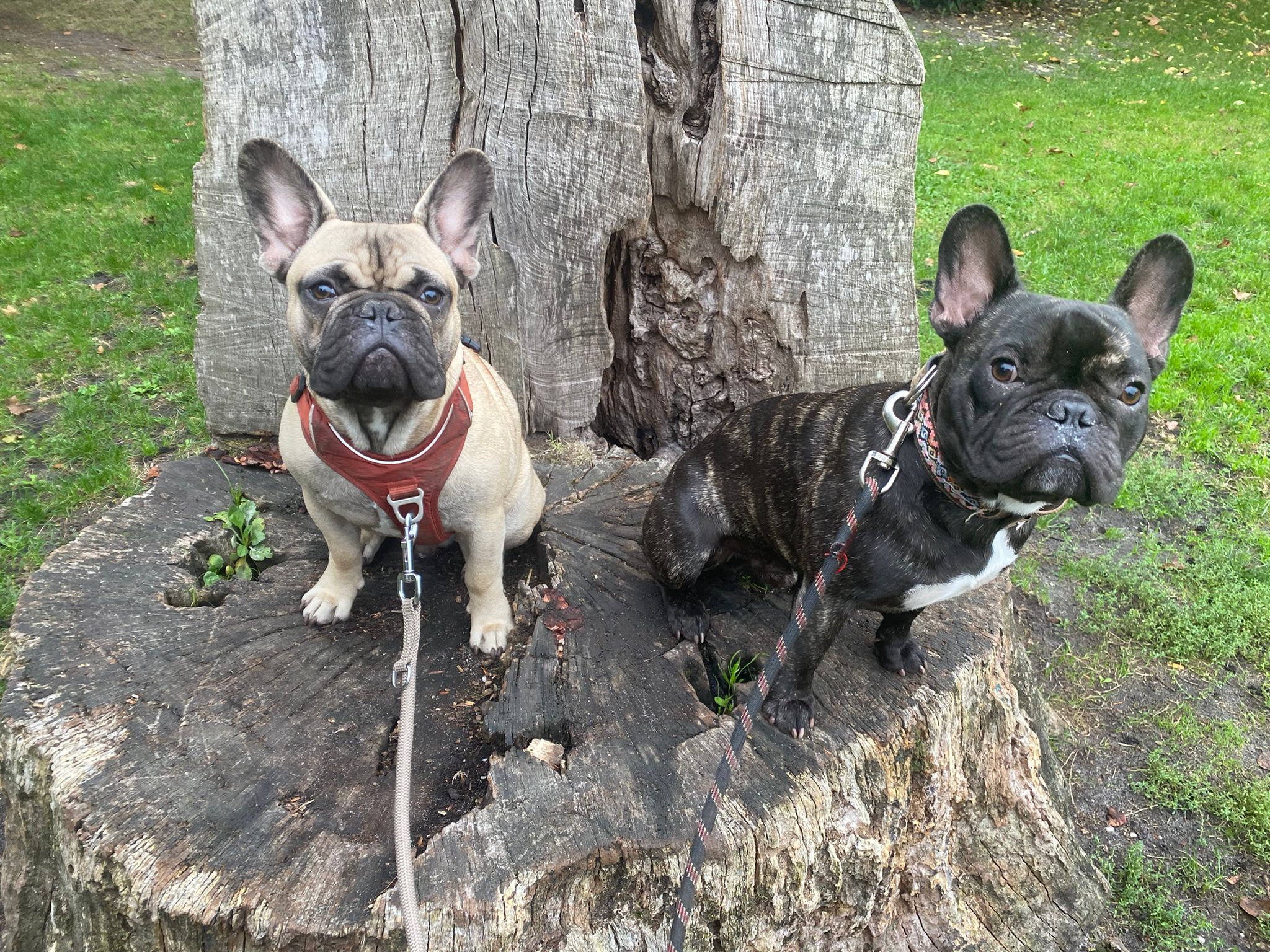 Gabrielle Ployard dogsitter — photo