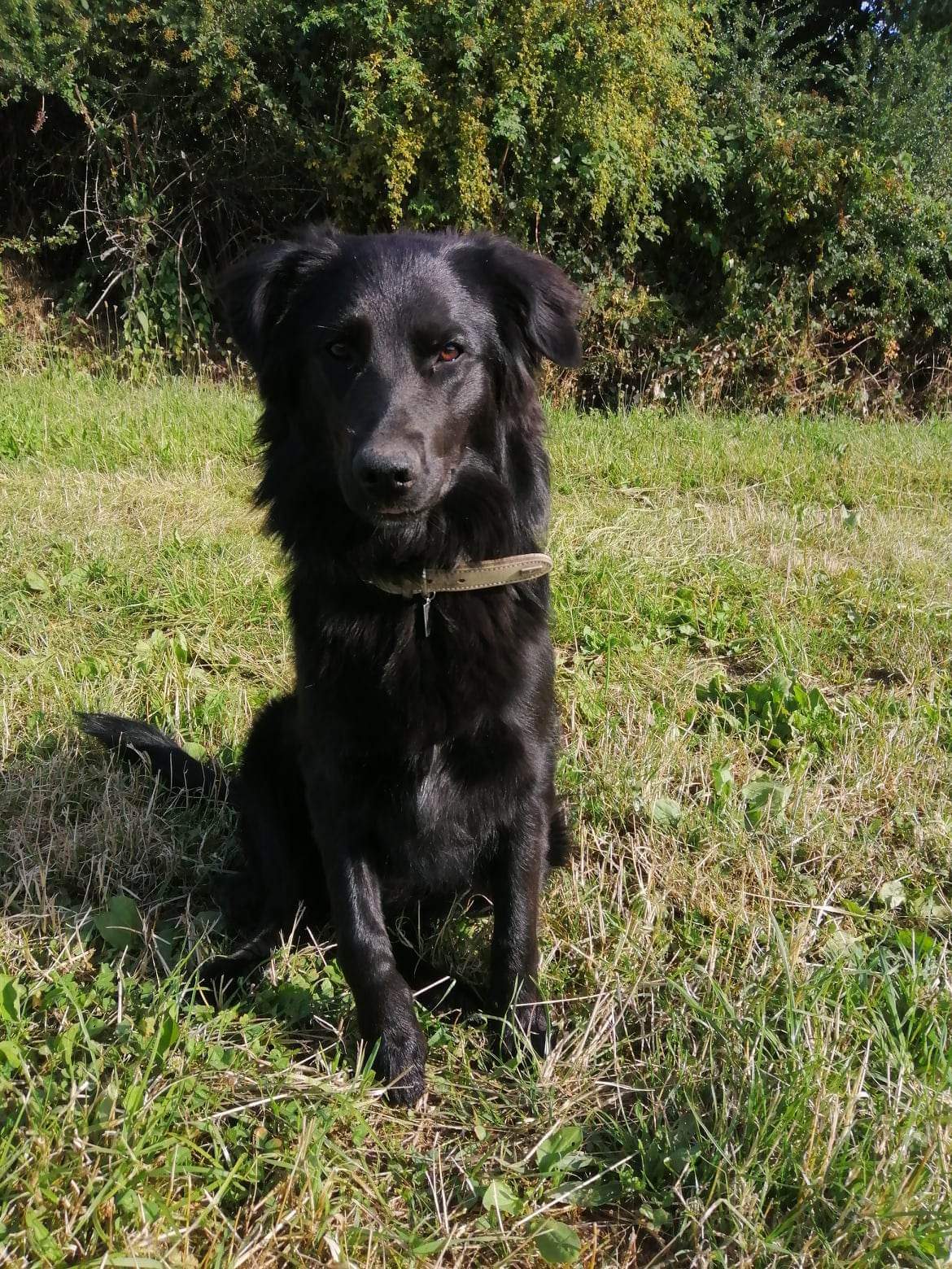 Rox'Educ - Éducateur canin comportementaliste diplômé d'état — photo