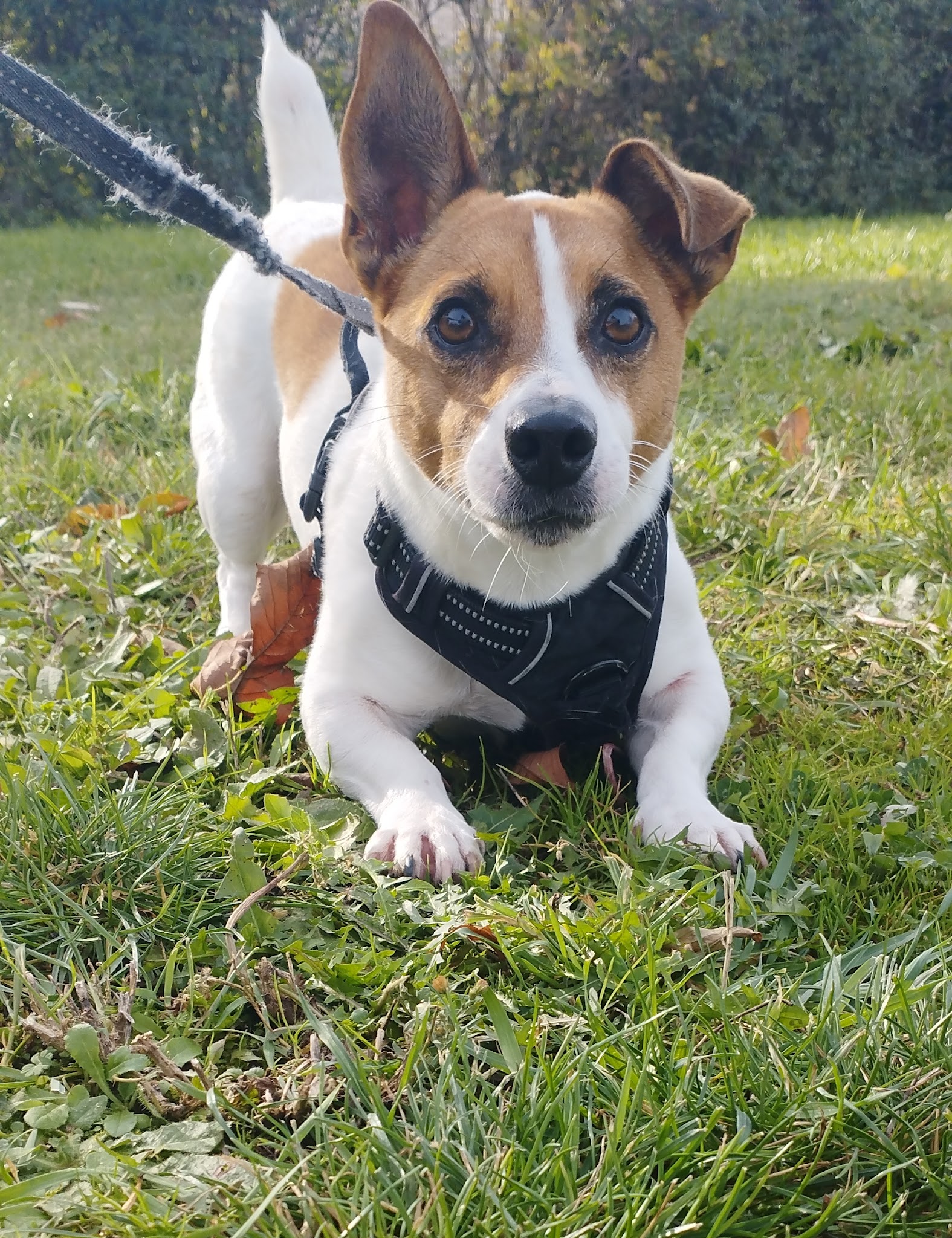 Sandie bonheurs de la Limagne - Garde d'animaux — photo