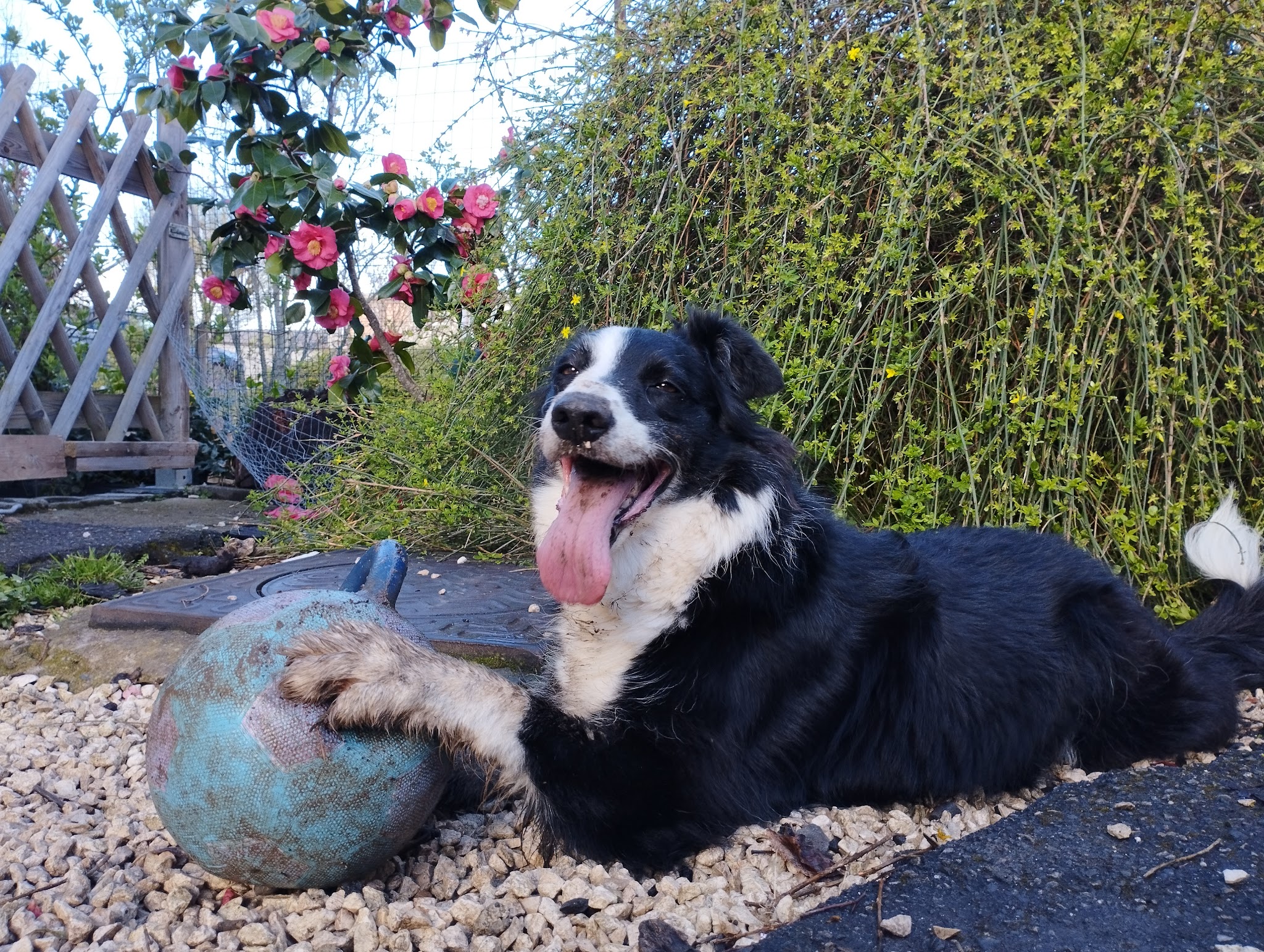Sandie bonheurs de la Limagne - Garde d'animaux — photo