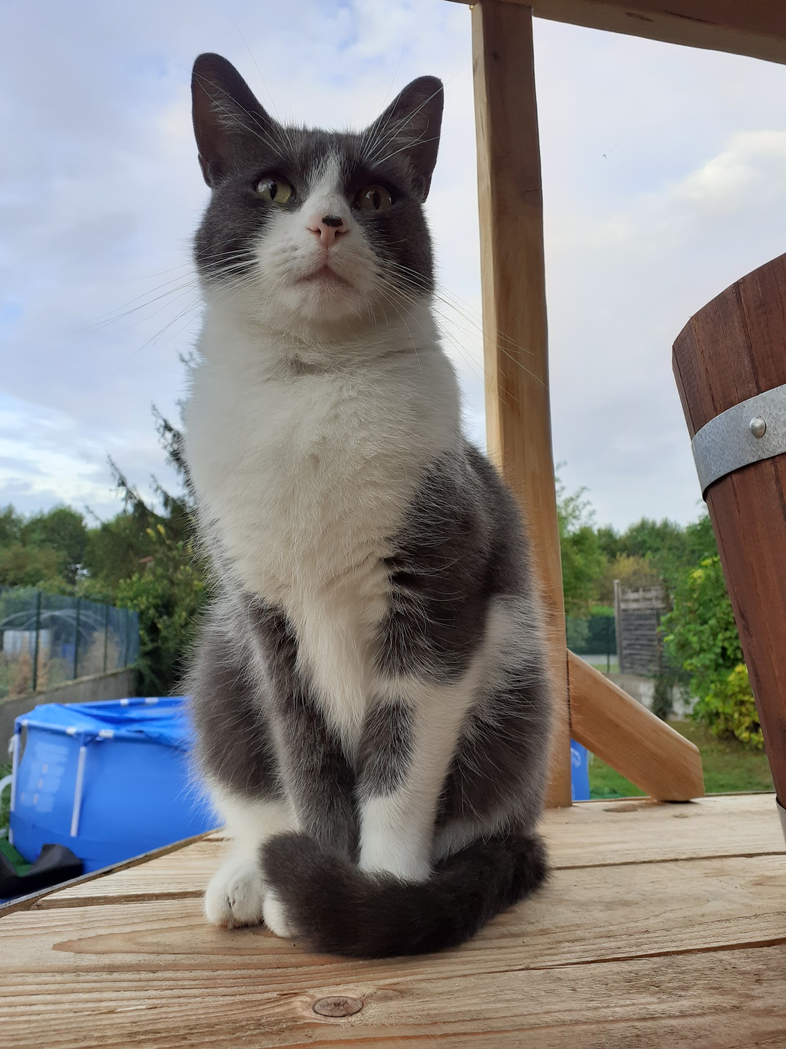 Sandie bonheurs de la Limagne - Garde d'animaux — photo