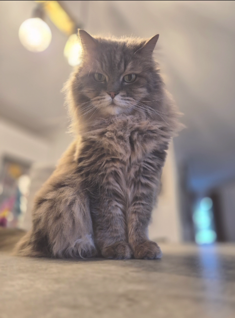AnimalMood — photo
