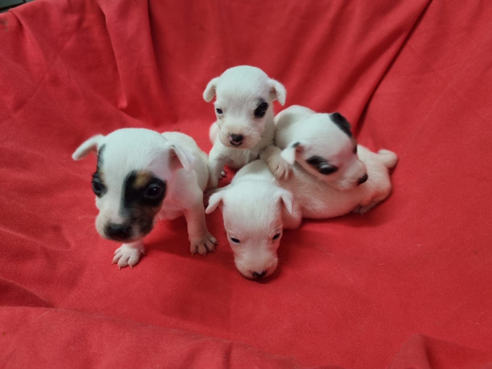 Elevage canin et pension des Elucines — photo