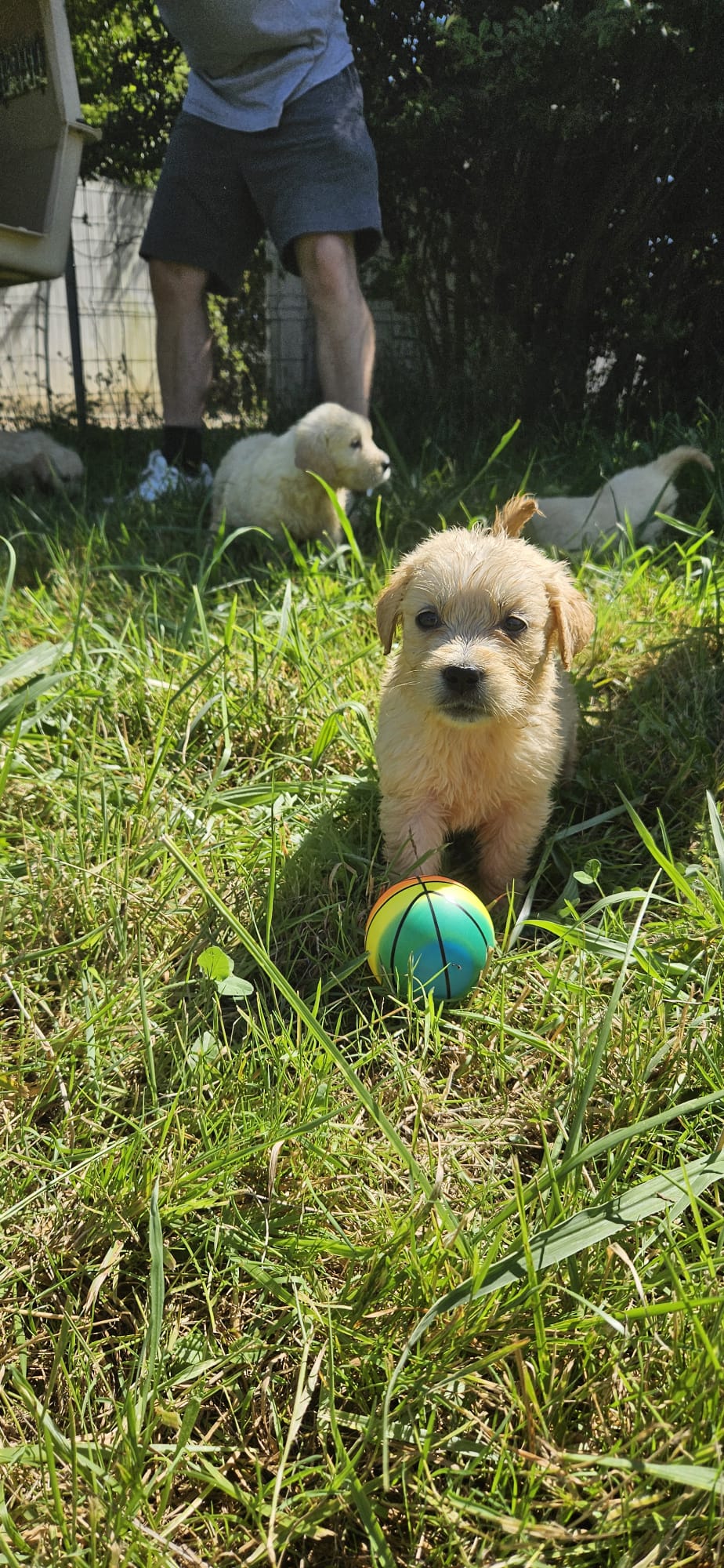 Elevage canin et pension des Elucines — photo