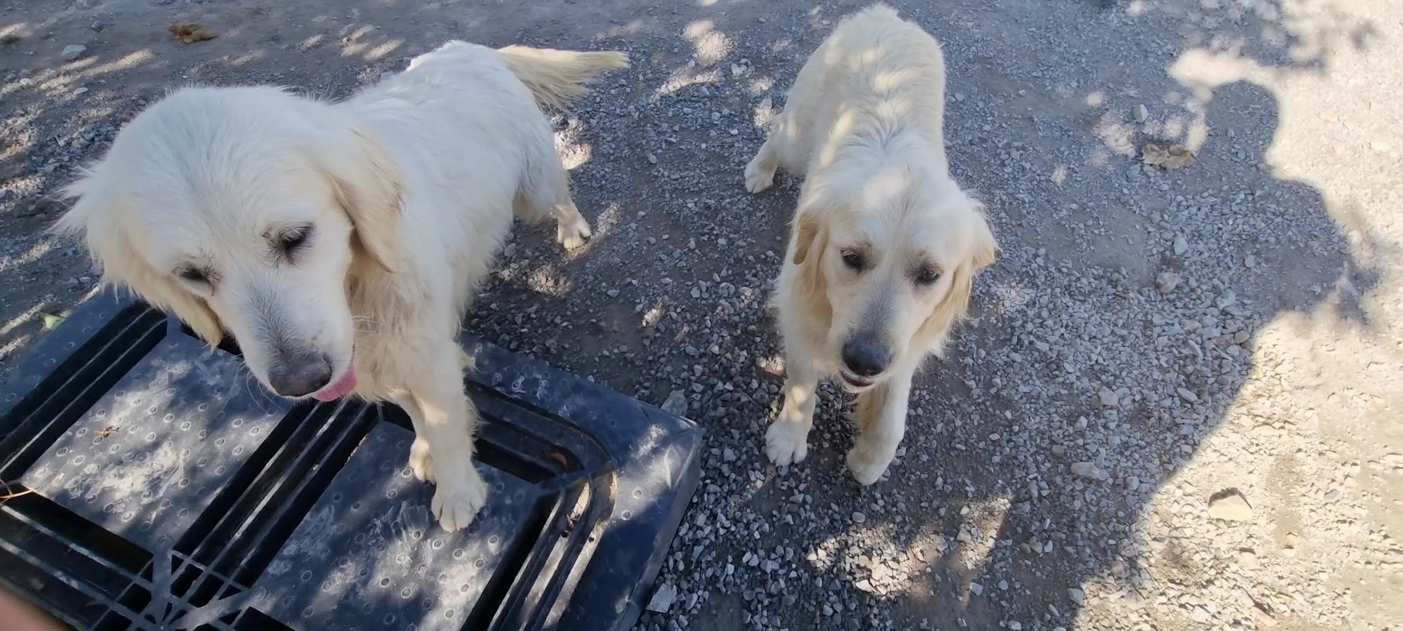 Elevage canin et pension des Elucines — photo