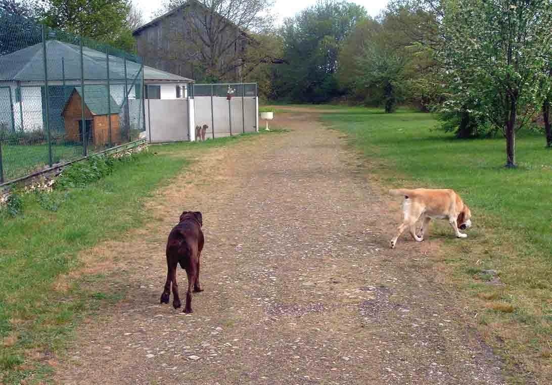 Aux Câlins Canins — photo