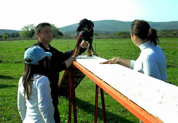 Dressage Canin Nicolas Mora — photo