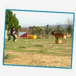 Dressage Canin Nicolas Mora — photo