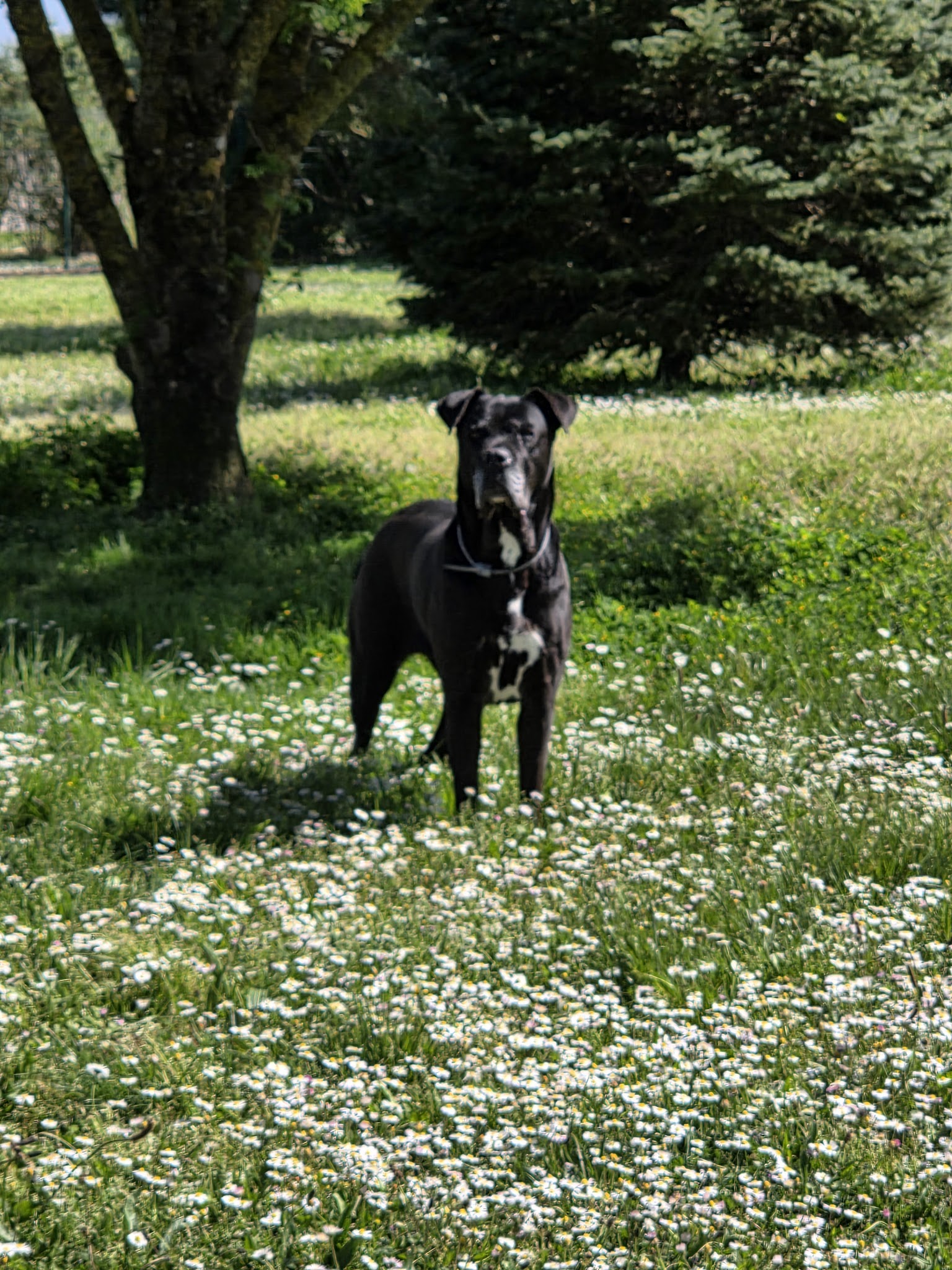 Leur bonheur est dans le pré — photo